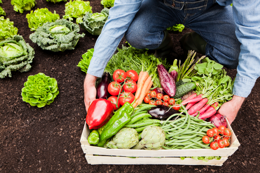 A Square Foot Salad Garden Video