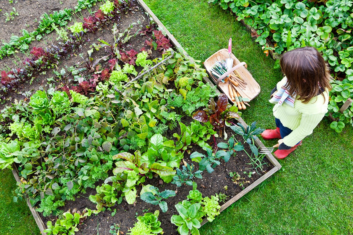 Your Own Vegetable Garden City