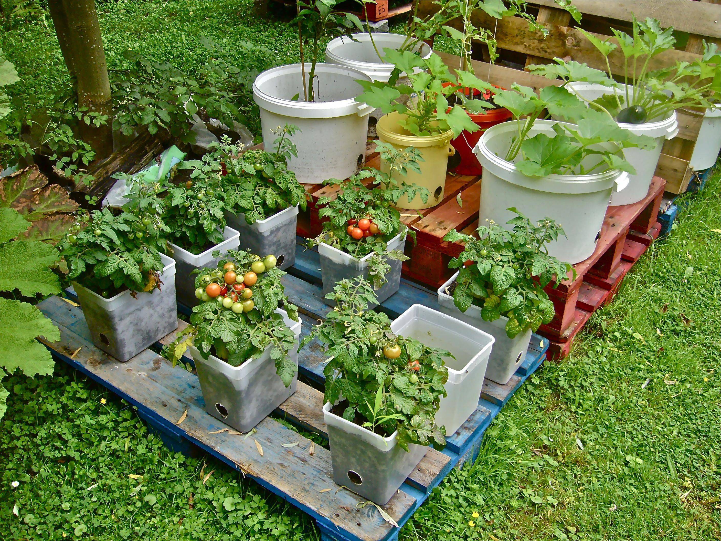A Small Vegetable Garden