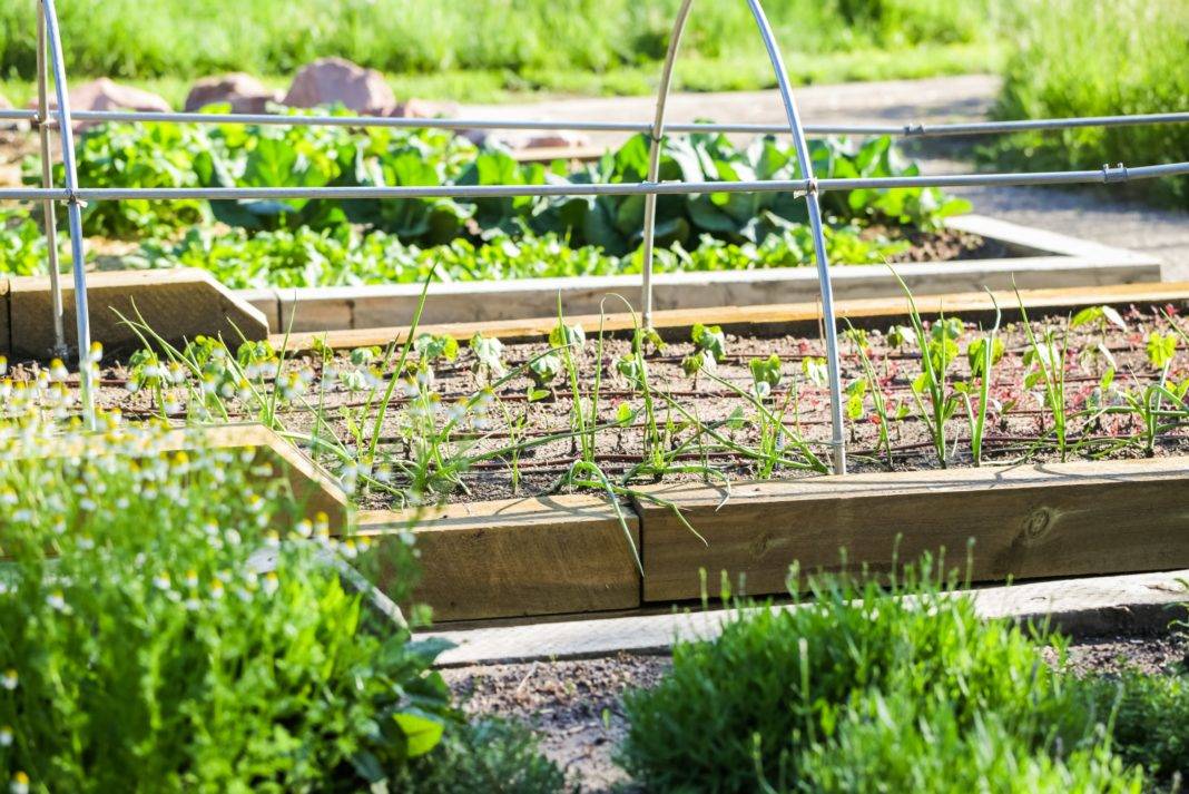 Your Own Vegetable Garden Knowing
