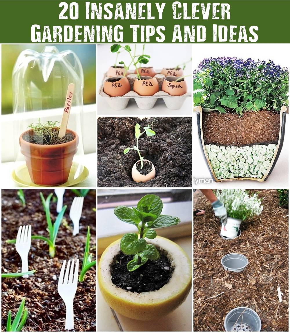 Clever Gardening Tips And Ideas Home And Gardening Ideas