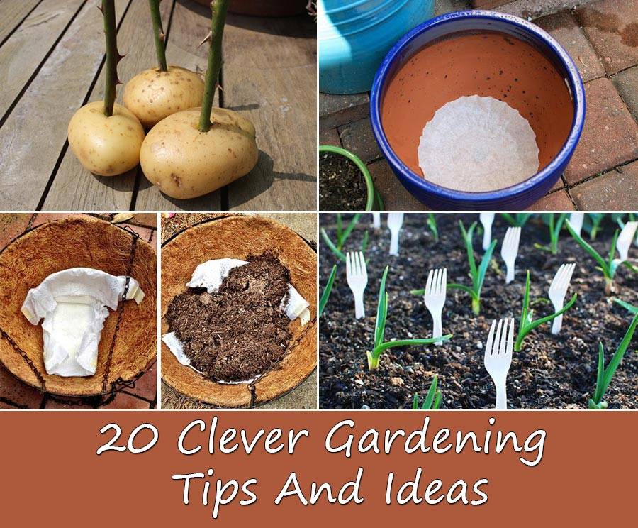 Insanely Clever Gardening Tips