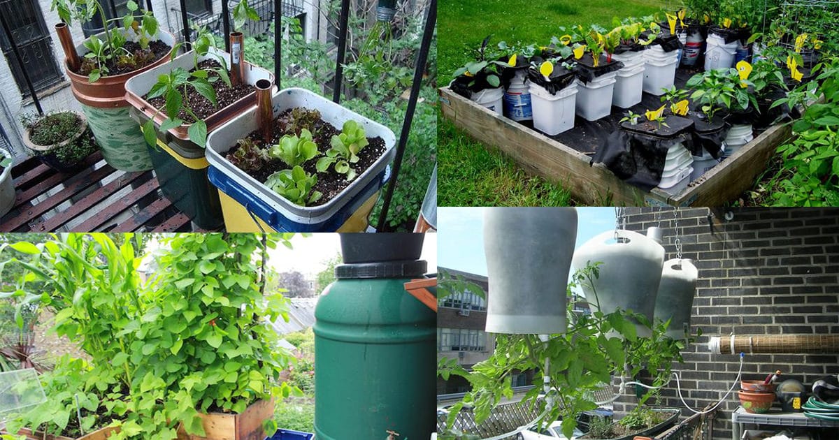 Pots Plant Booster