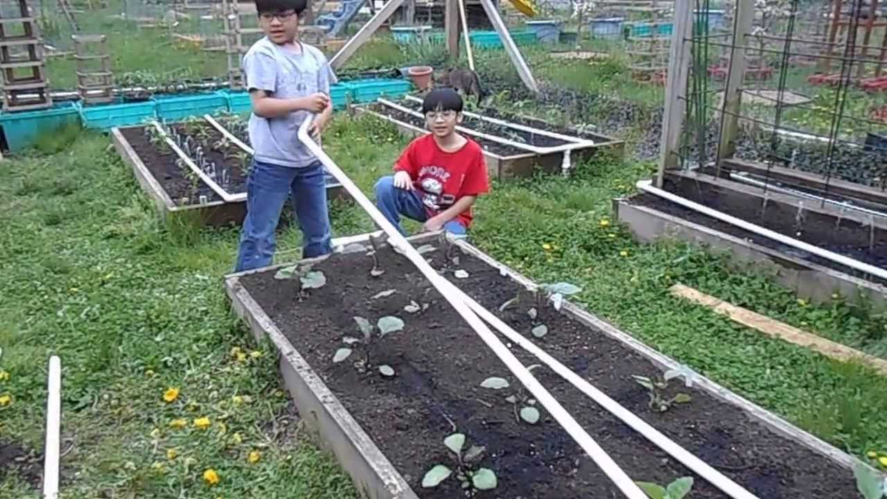 Raised Garden Irrigation Ideas Youtube Photograph