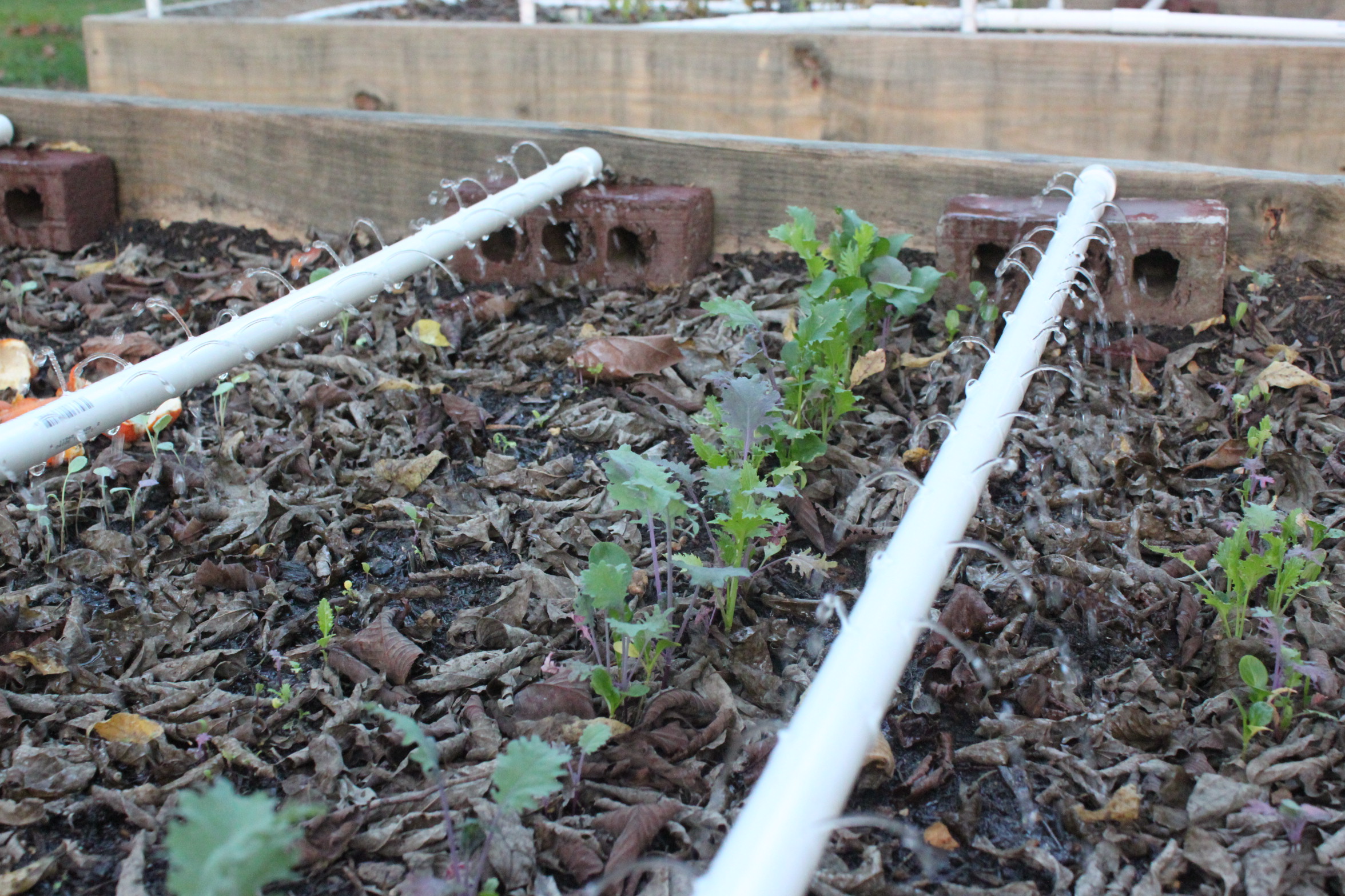 Raised Garden Irrigation Ideas Youtube Photograph Pvc Drip