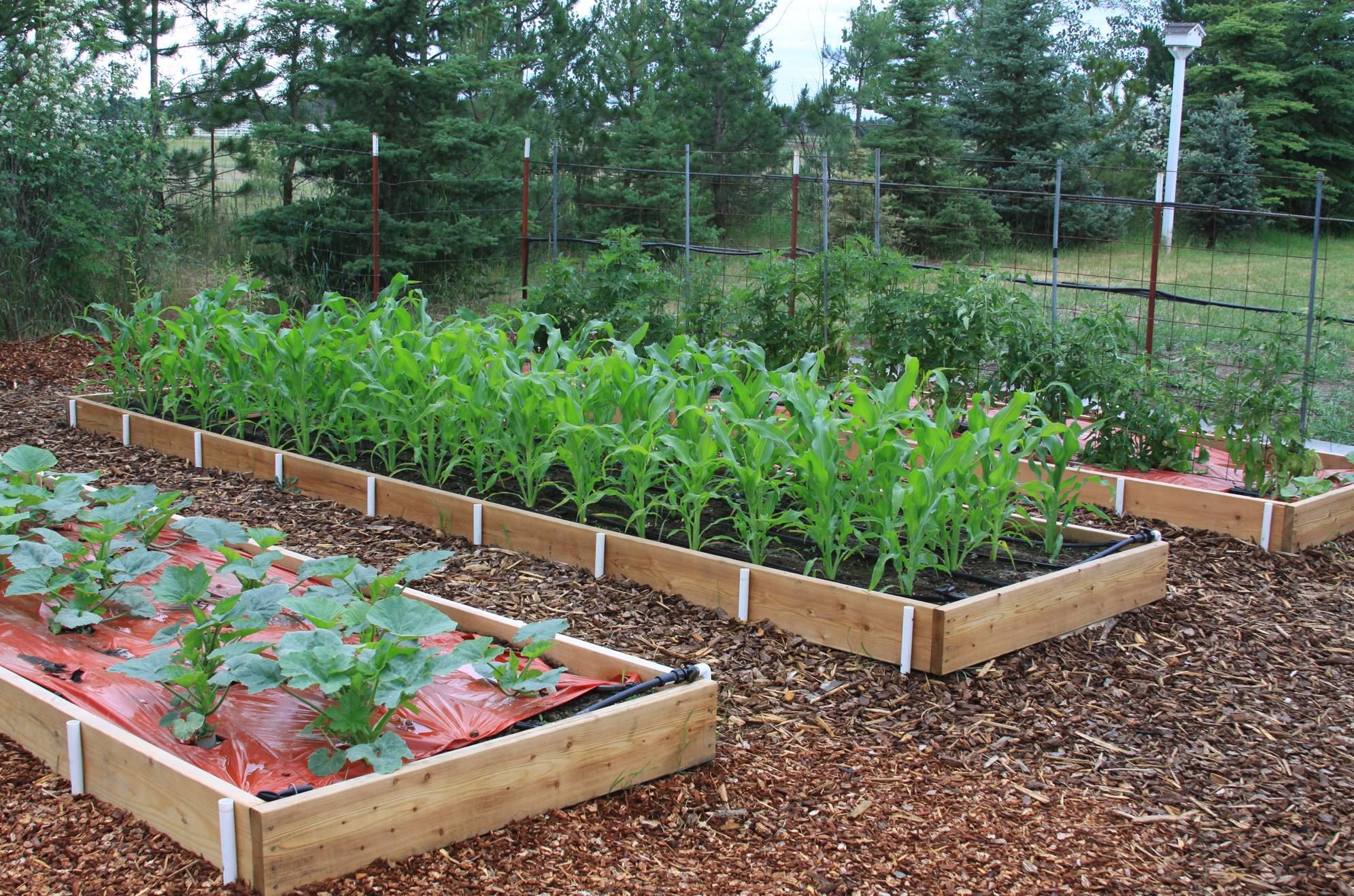 Self Watering Garden Bed Backyard Landscaping