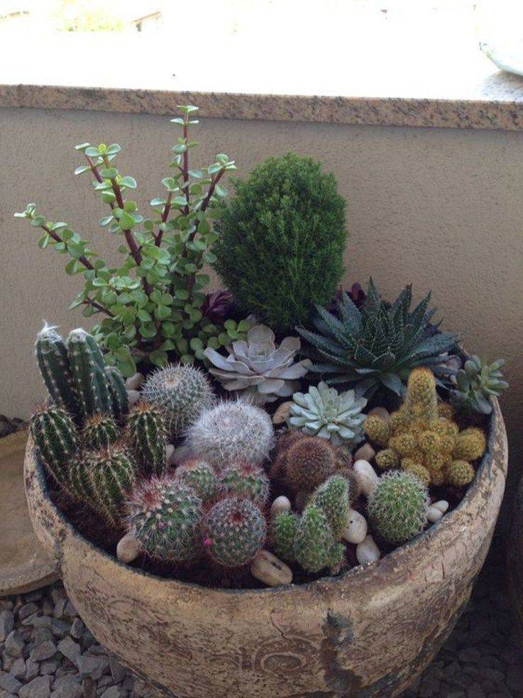 Awesome Indoor And Outdoor Cactus Plants Garden Ideas