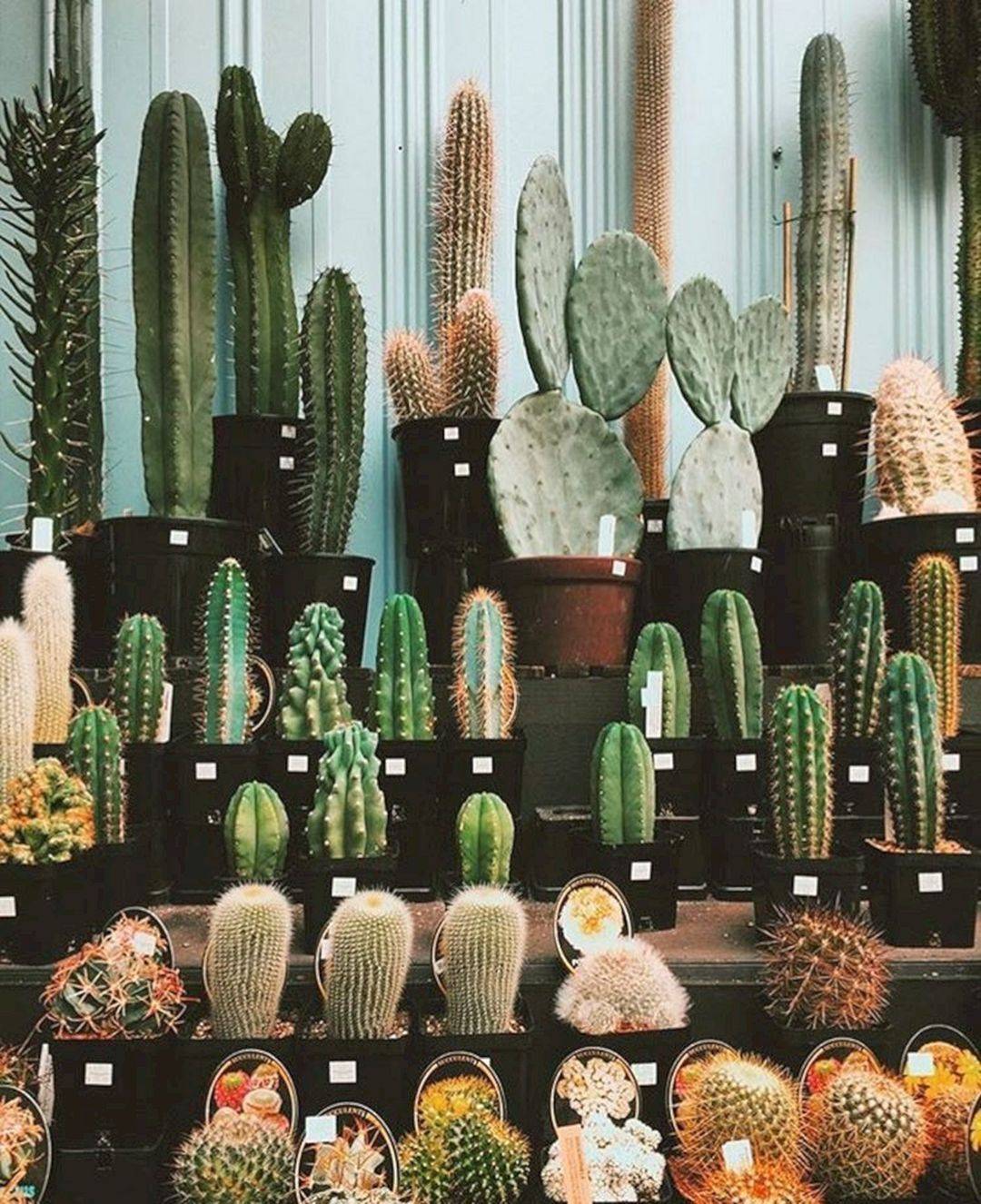 Succulent Garden Ideas