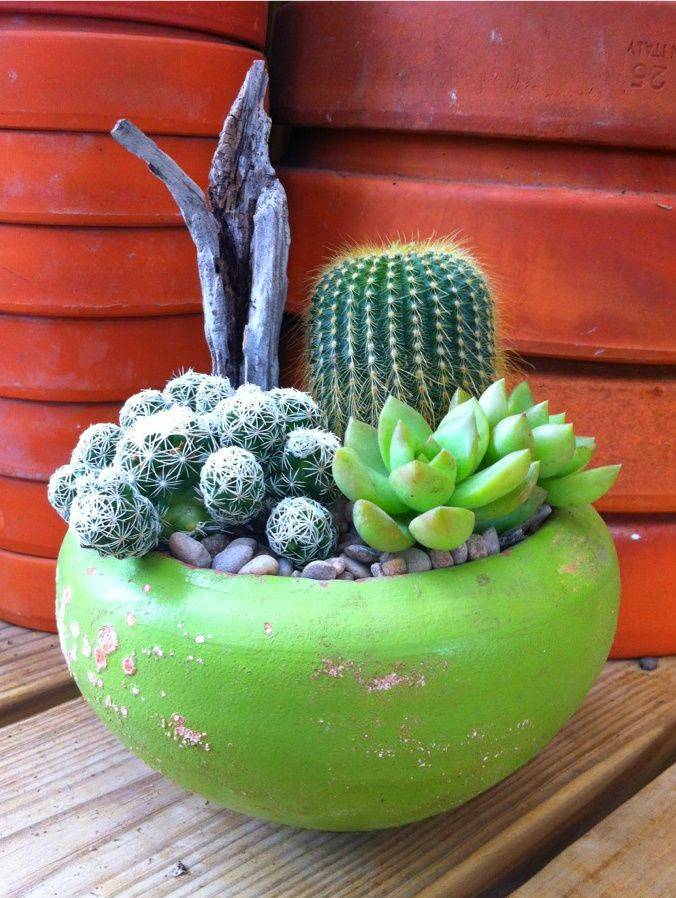 Beautiful Cactus Garden Ideas