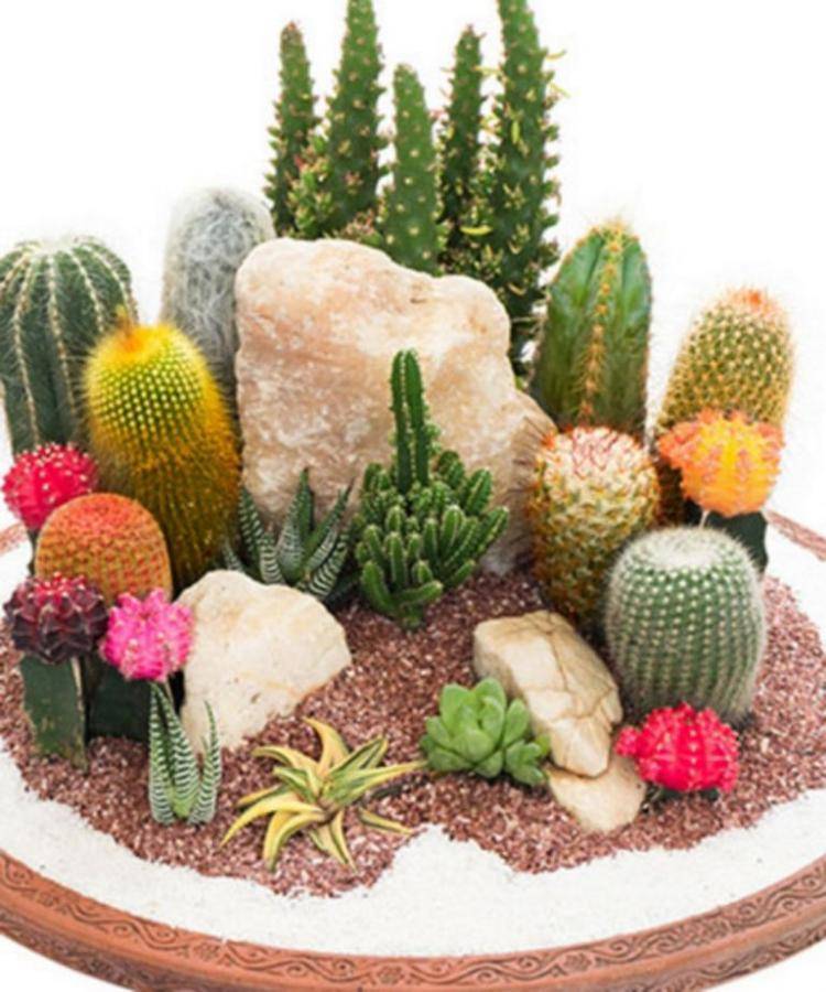 Lovely Small Cactus Ideas