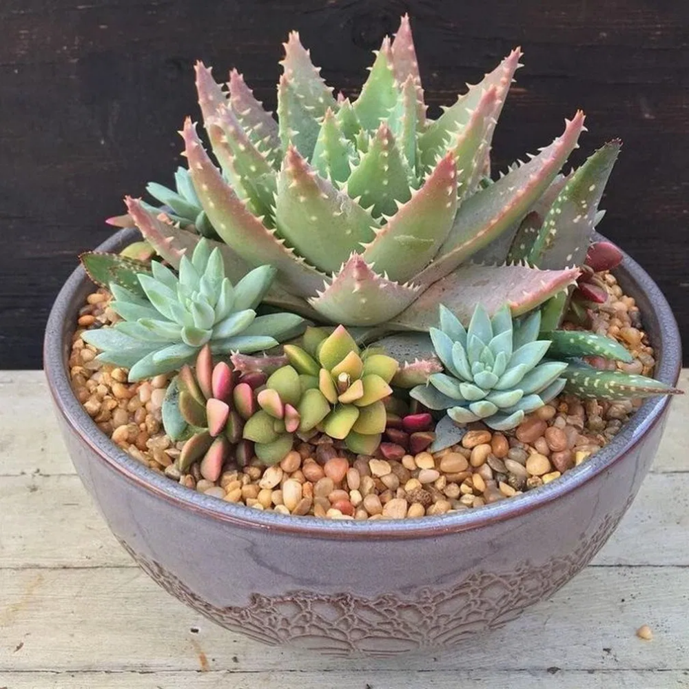 Charming Succulent Indoor Garden Ideas