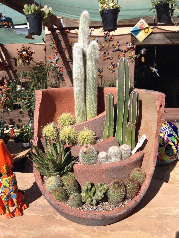 Interior Decorations Mini Cactus