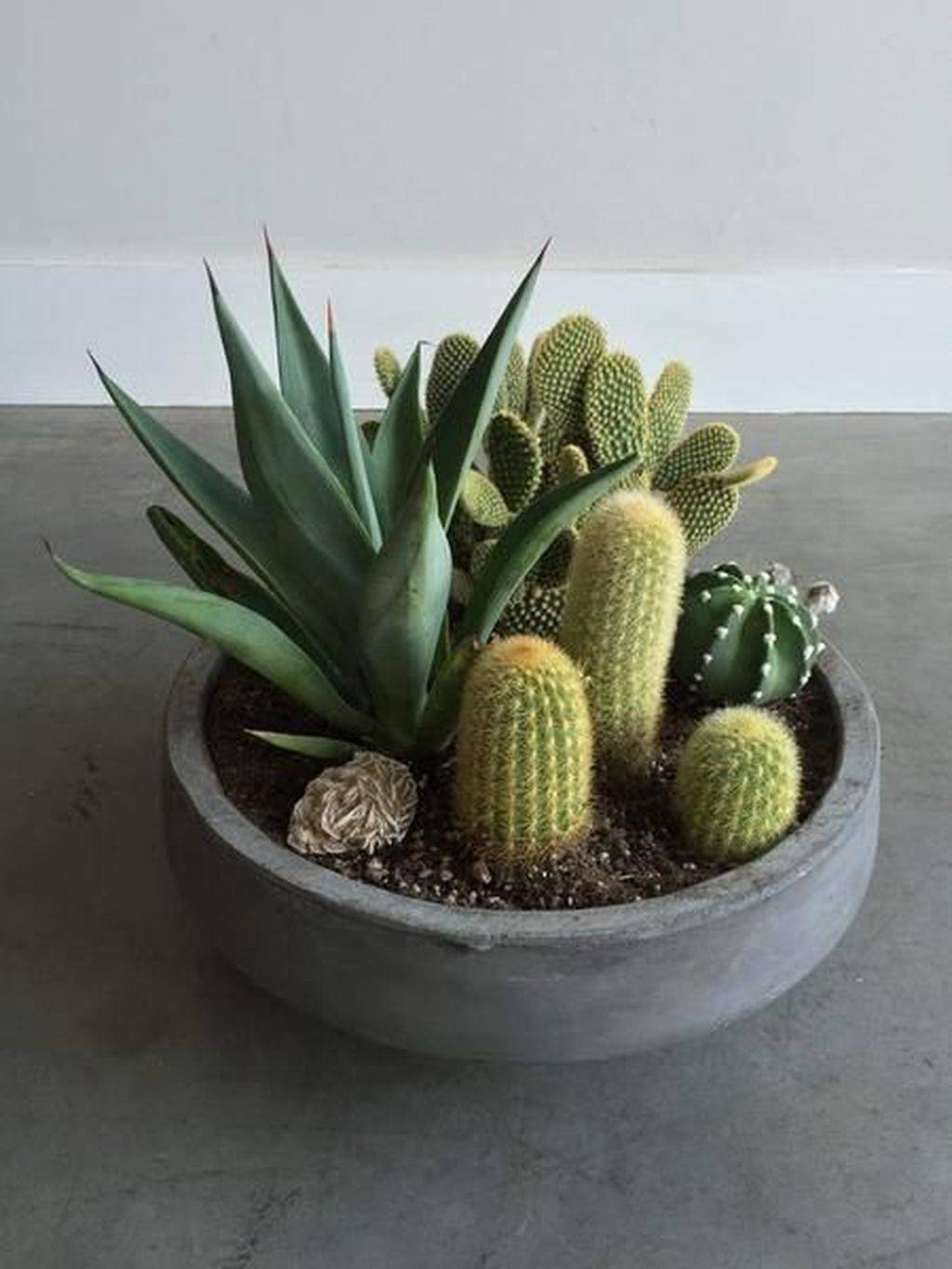Some Great Indoor Cacti Care Tips