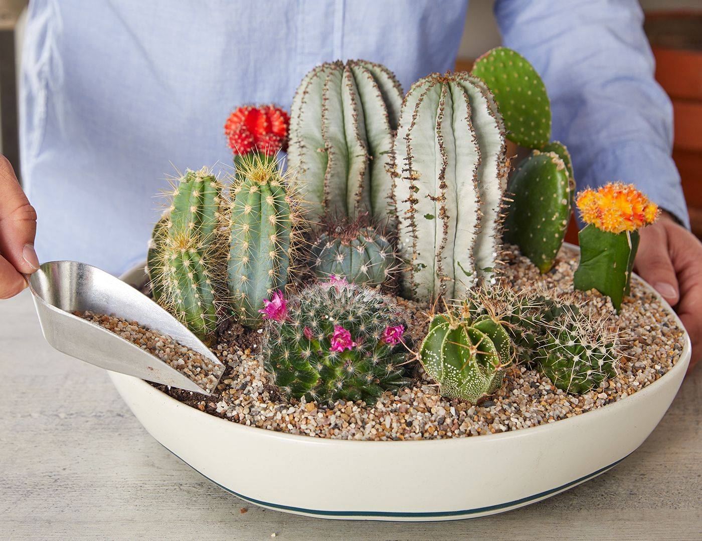 Indoor Tiny Desert Diy Cactus Garden