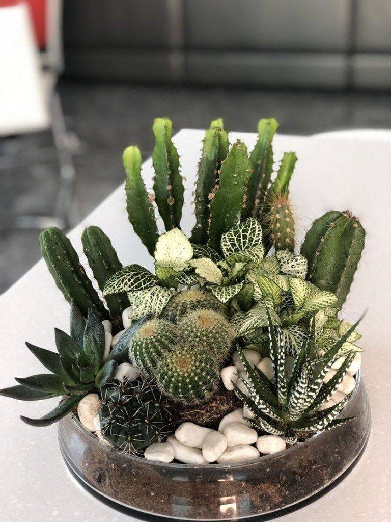 Outdoor Cactus Garden Ideas