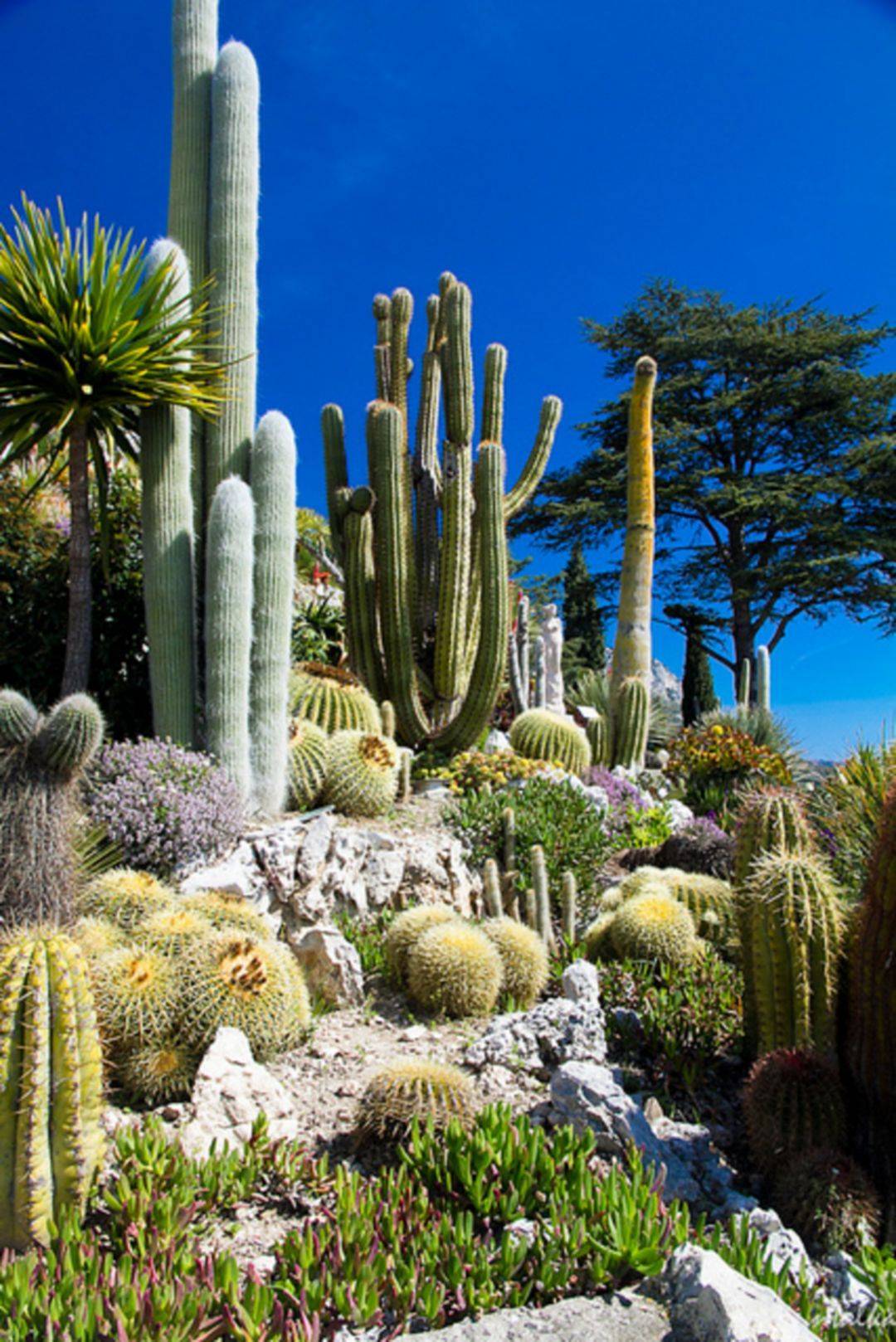 Beautiful Cactus Landscaping Ideas