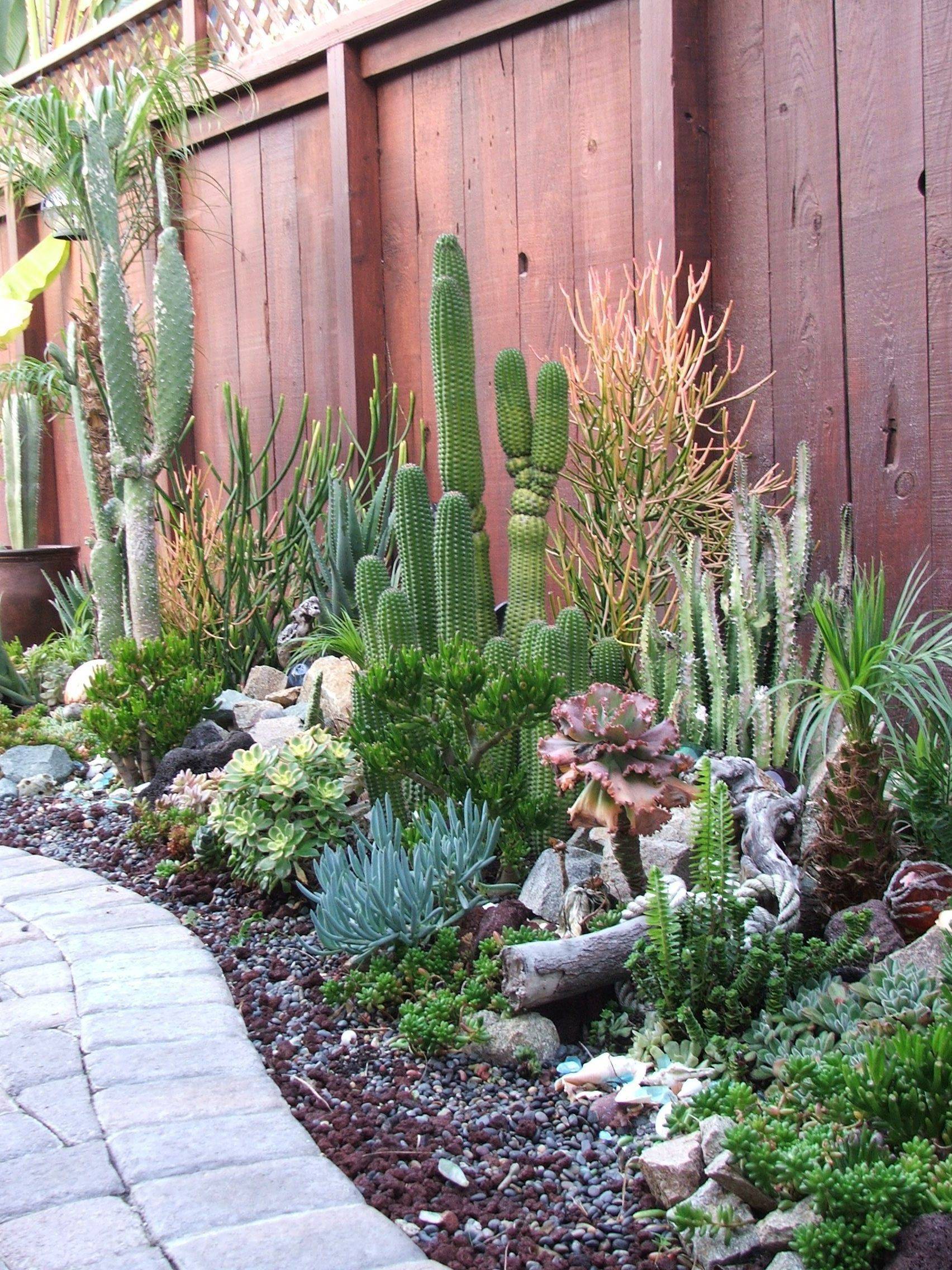 Outdoor Cactus Garden Ideas