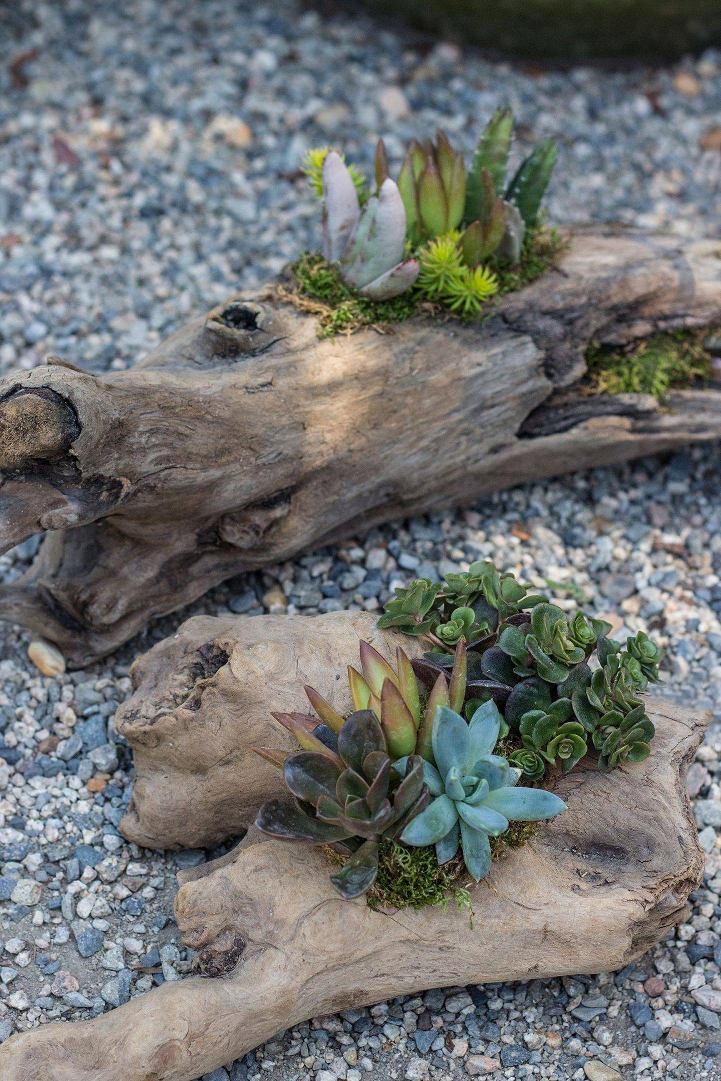 Succulent Gardens