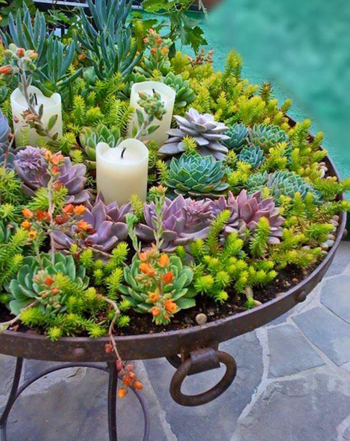 Ca Friendly Design Ideas Rogers Gardens Succulent Garden Design