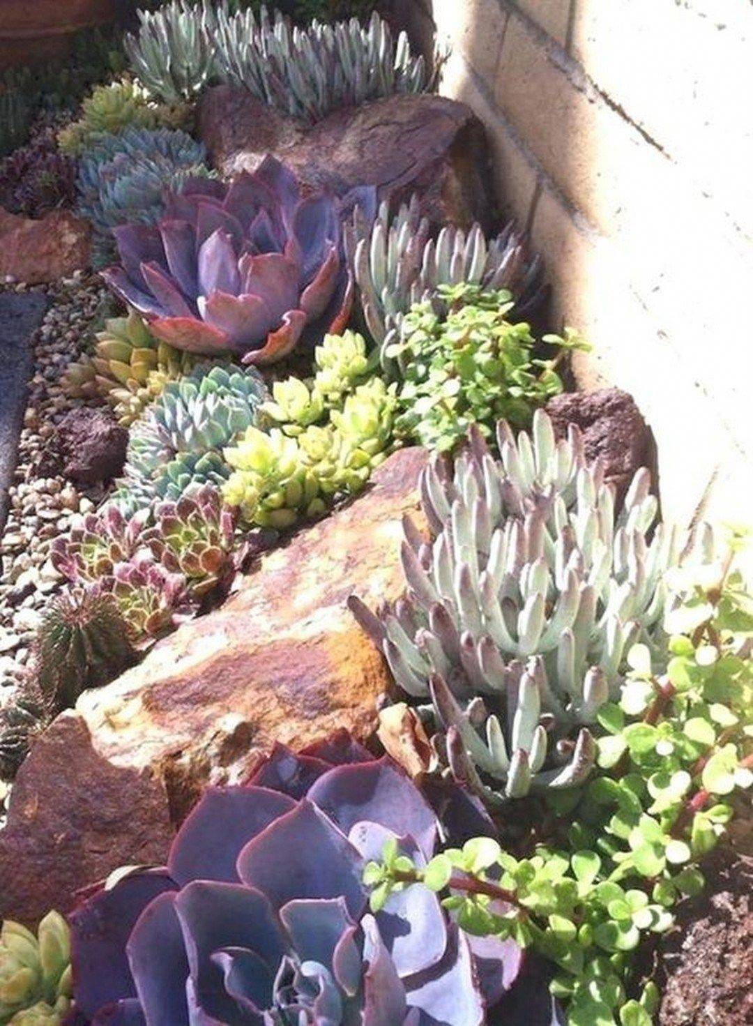 Succulent Landscaping Rock Garden