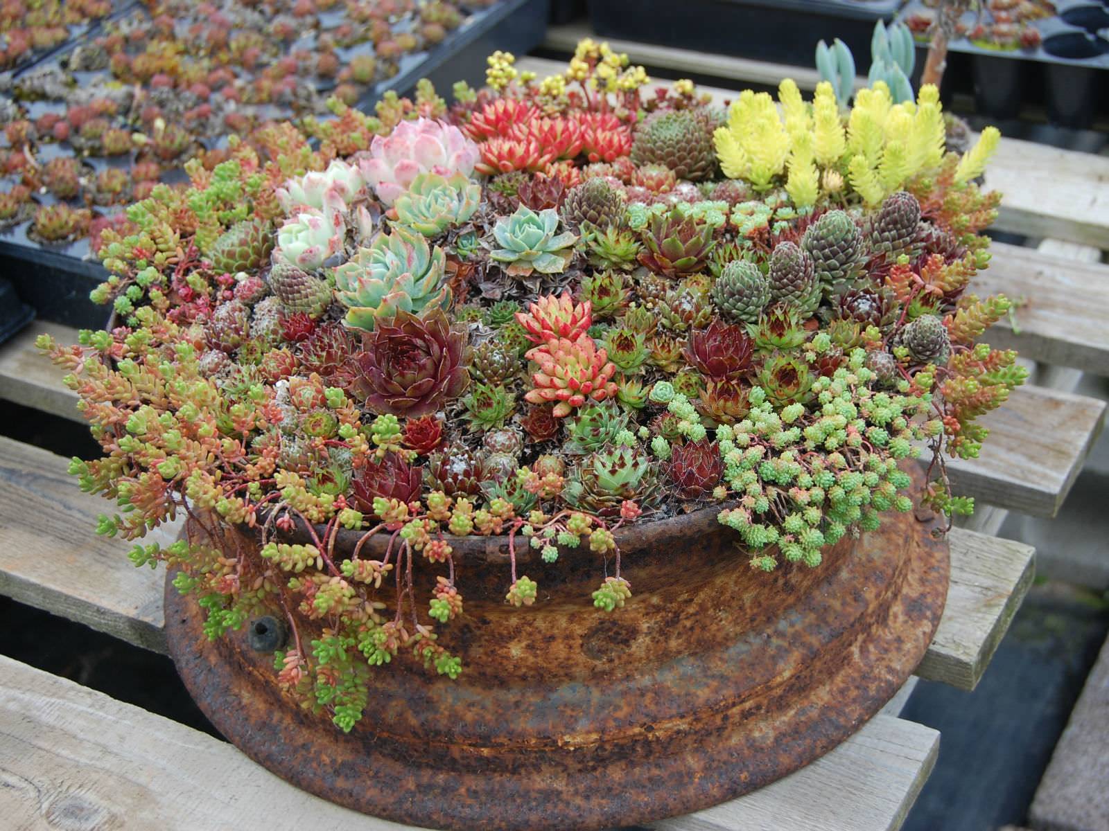 Mini Succulent Container Garden