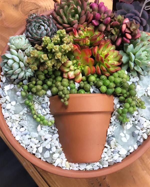 Succulent Container Gardening Knechts Nurseries