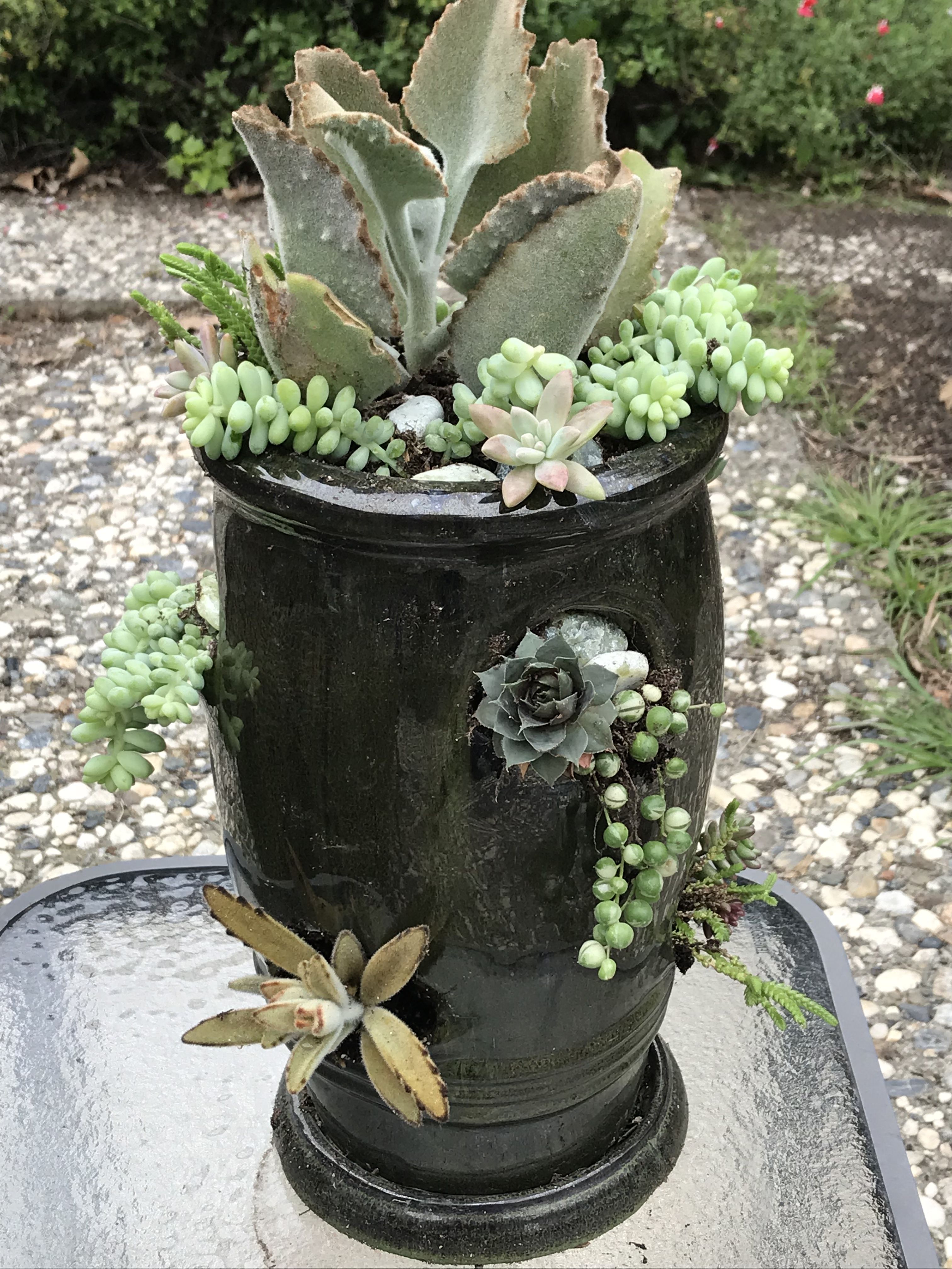 Tiny Succulent Planters
