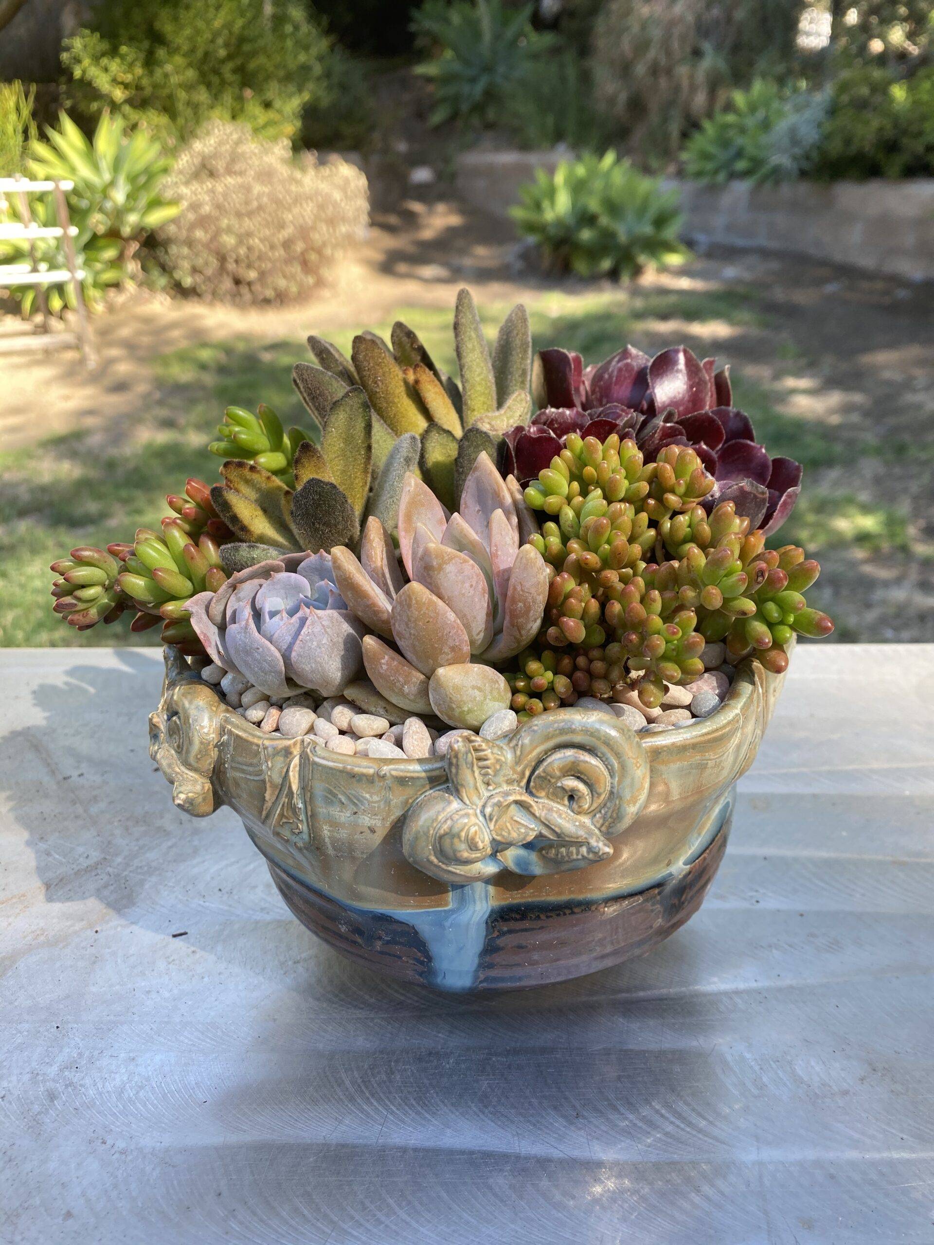 Unique Succulent Containers Beautiful Home And Garden Plants