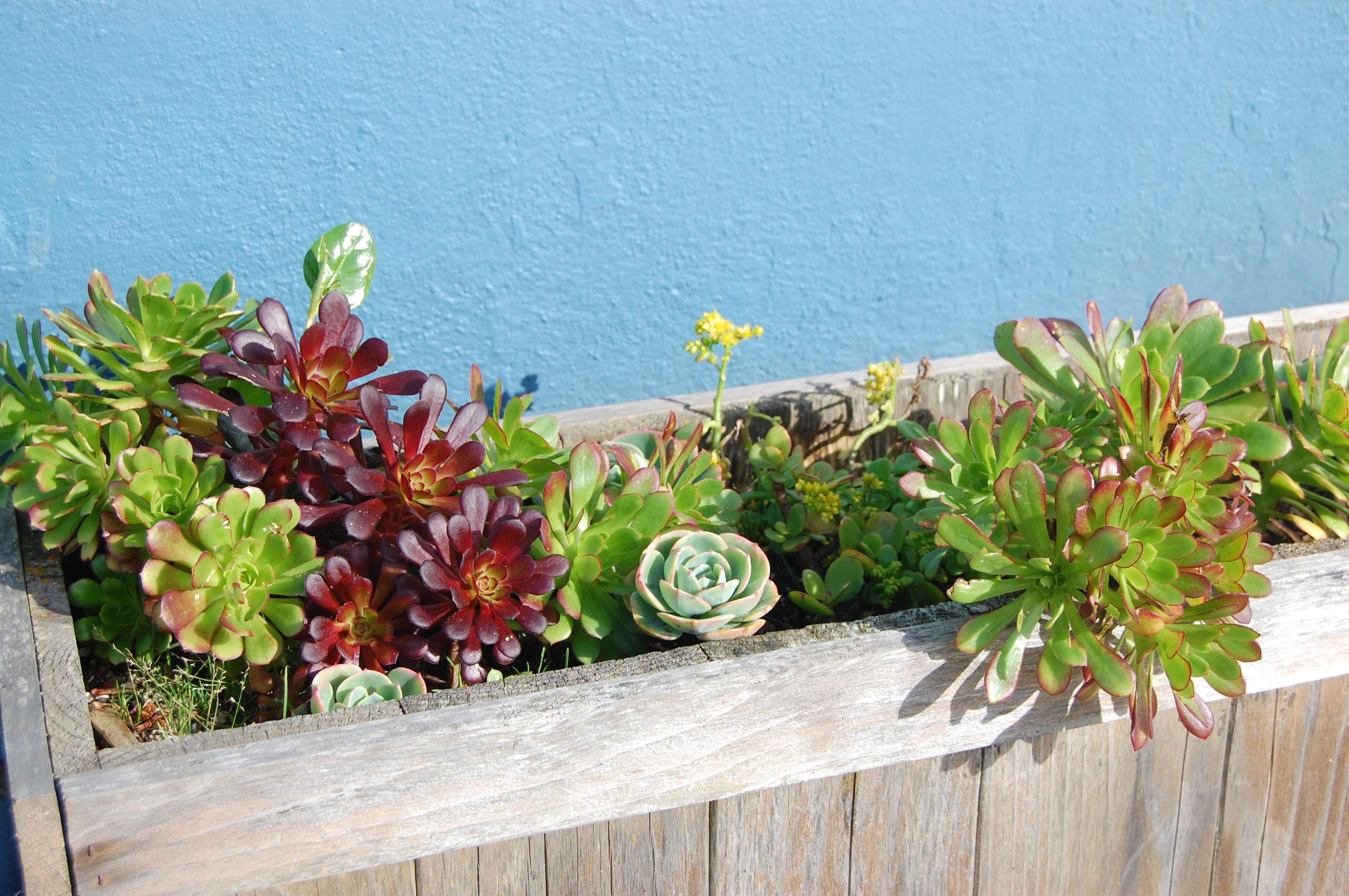 Amazing Succulents Garden Decor Ideas