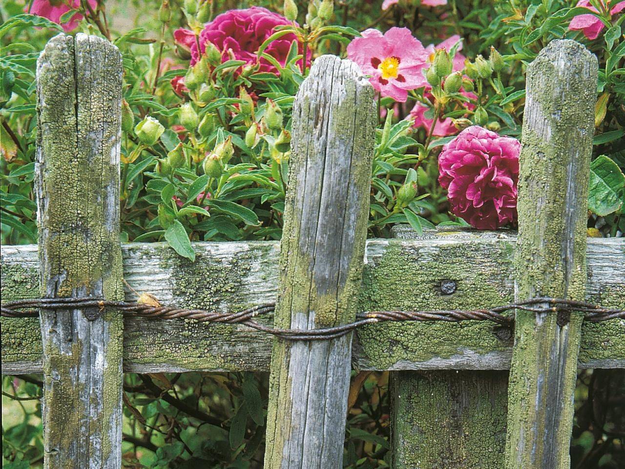 Gardening Rustic Garden Fence