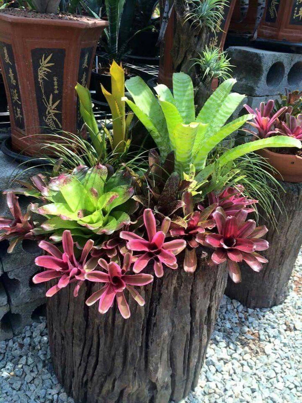 Amazing Garden Succulent