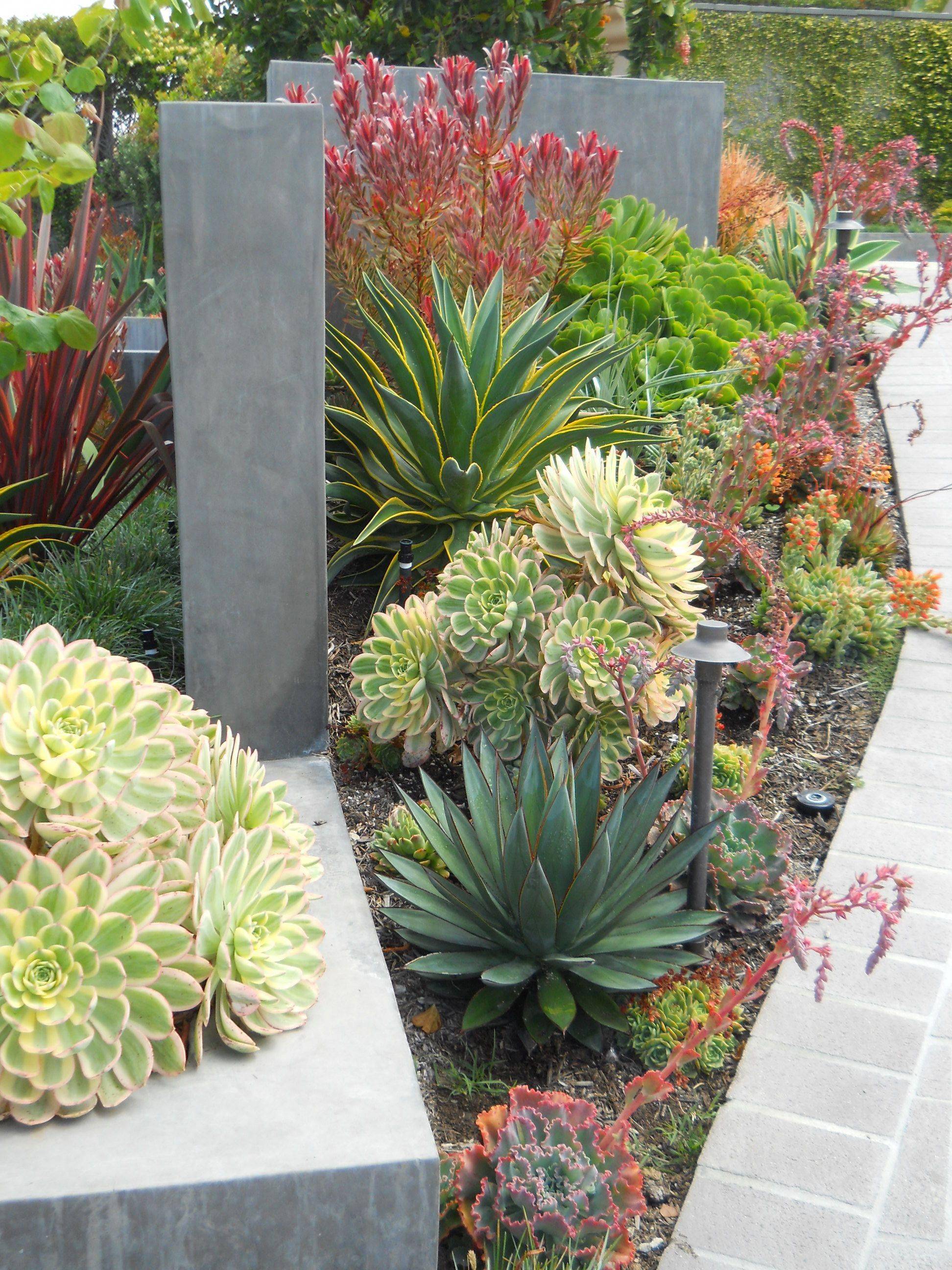 Incredible Succulents Garden Ideas