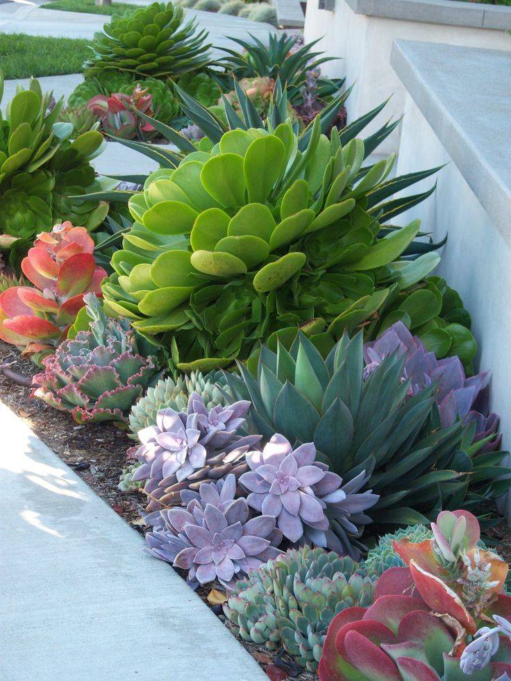 Succulent Species Agave Garden Design Ideas