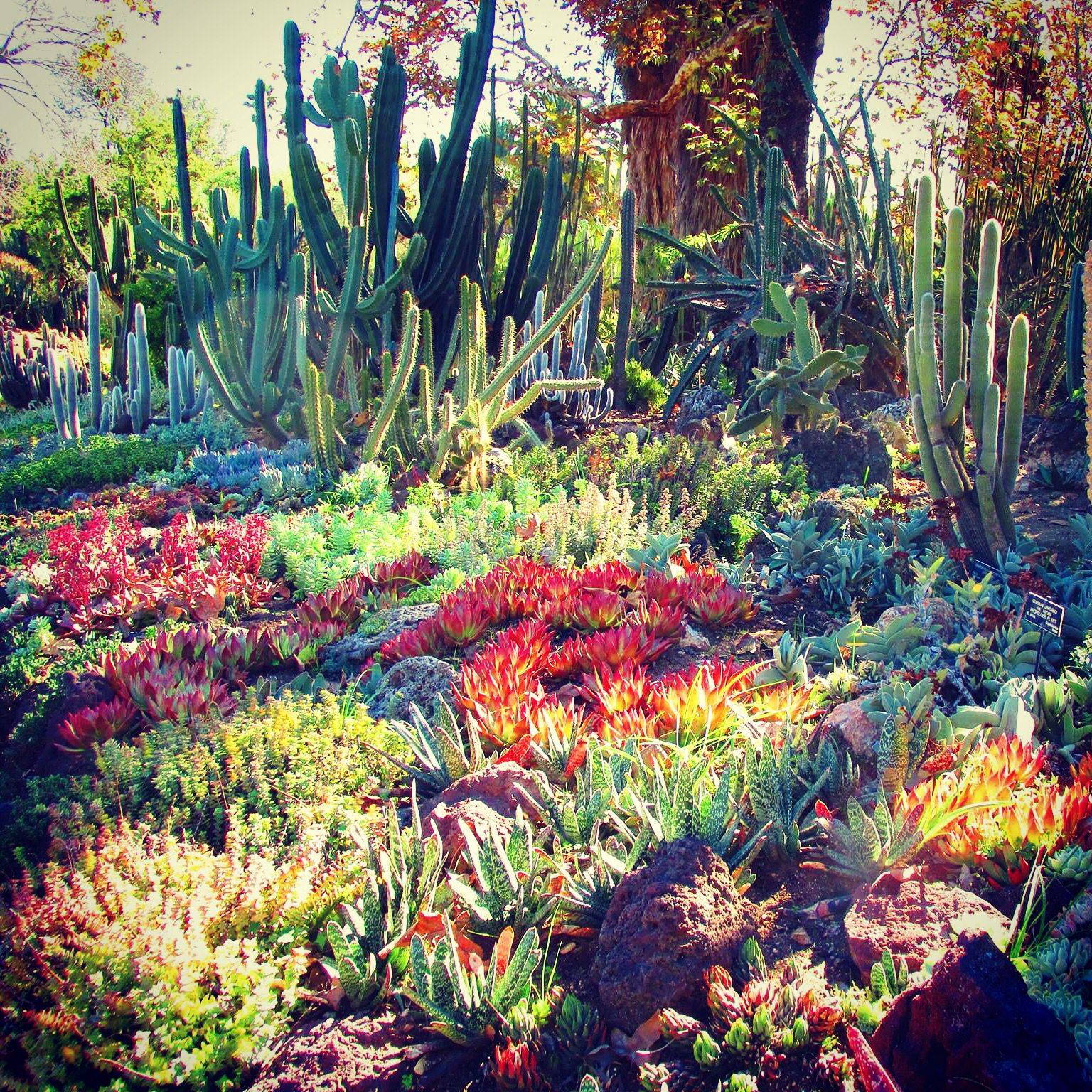 Succulents Ca Friendly Httprogersgardenslandscapecom Succulent