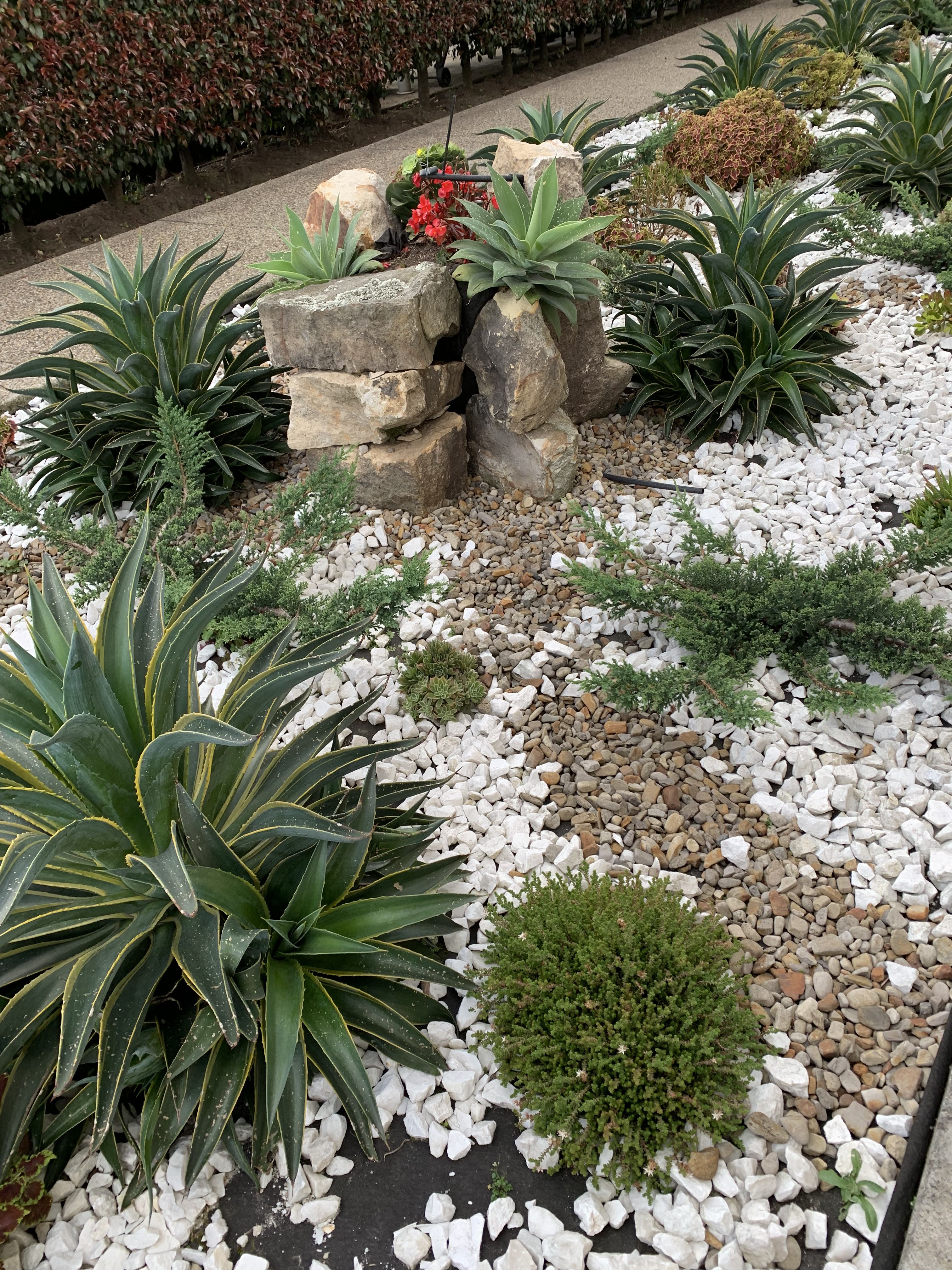 Blooming Rock Garden Design Ideas