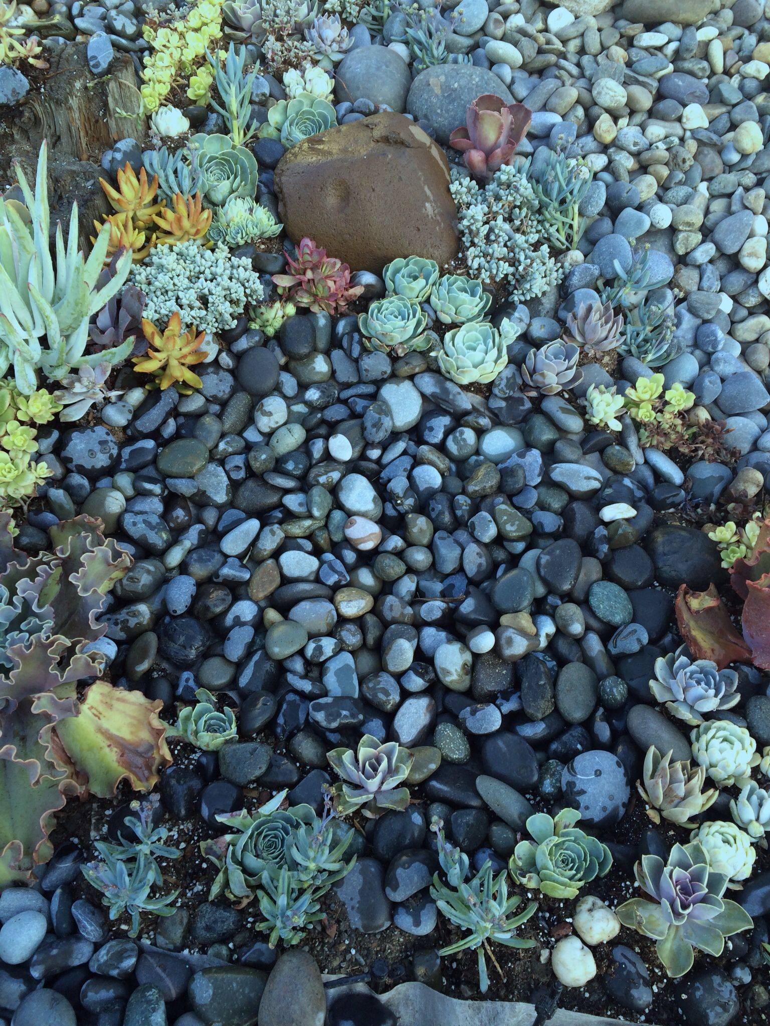 Succulent Garden Front Yard River Rocks