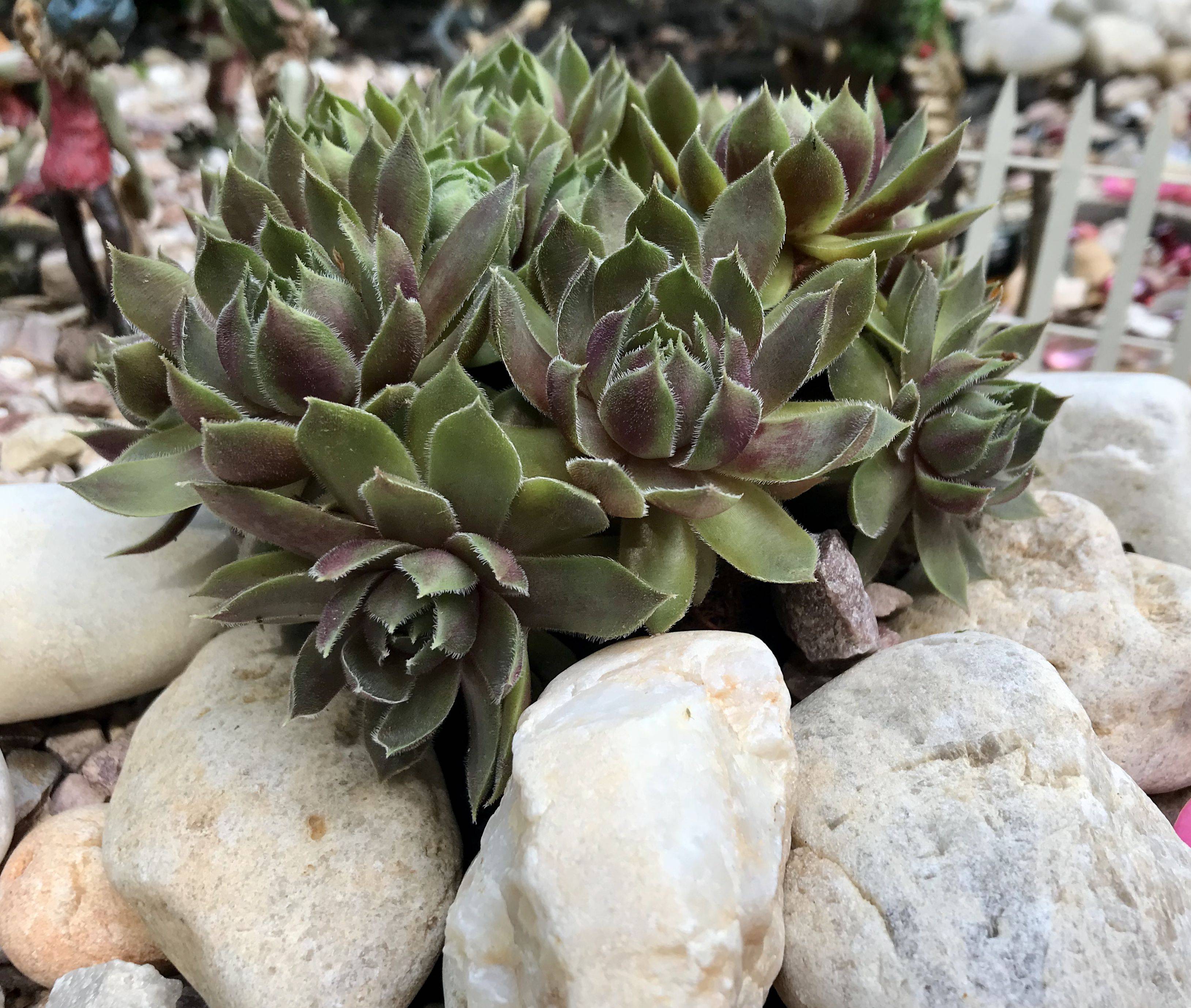 River Rock