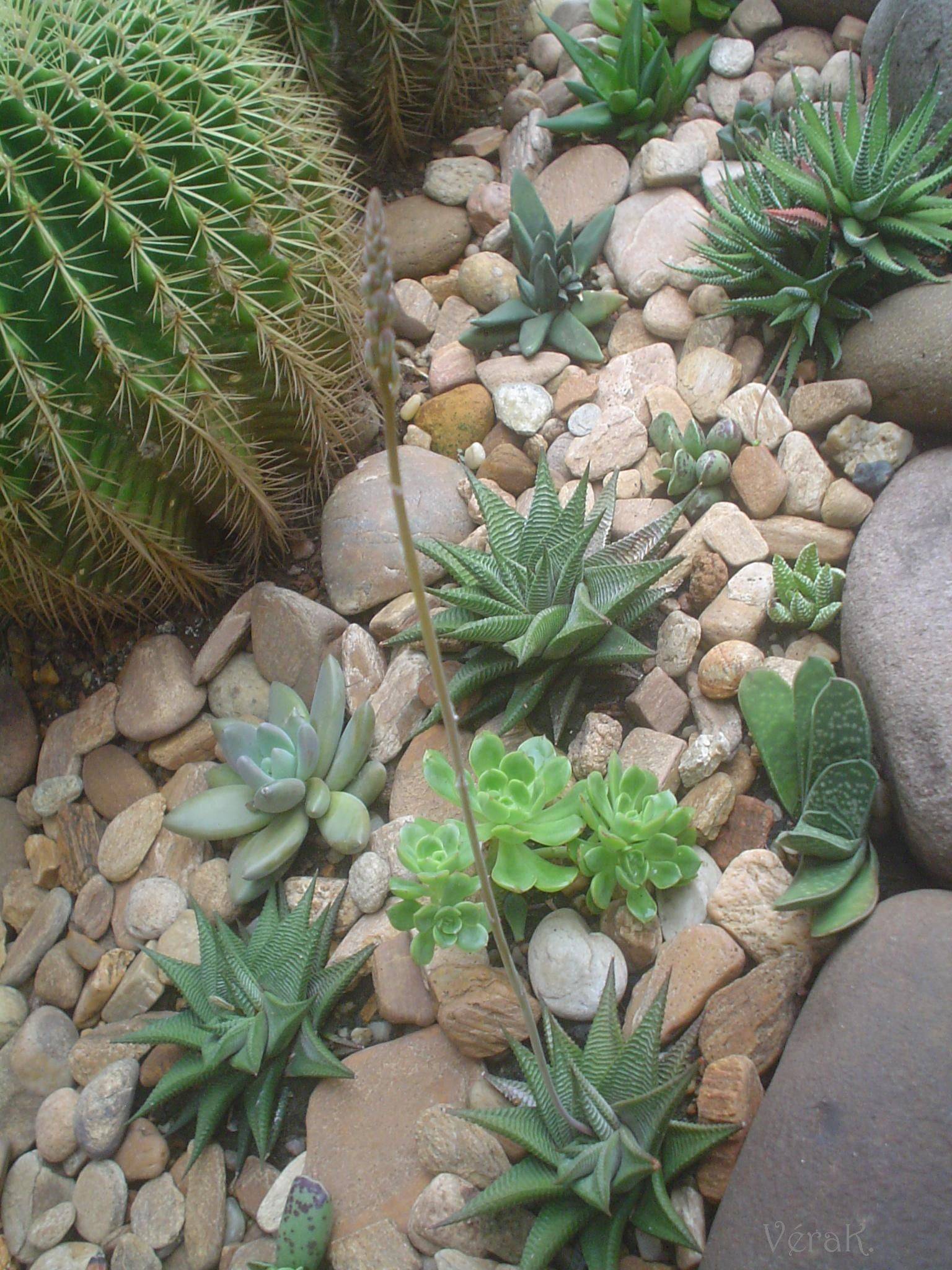 Succulent Garden