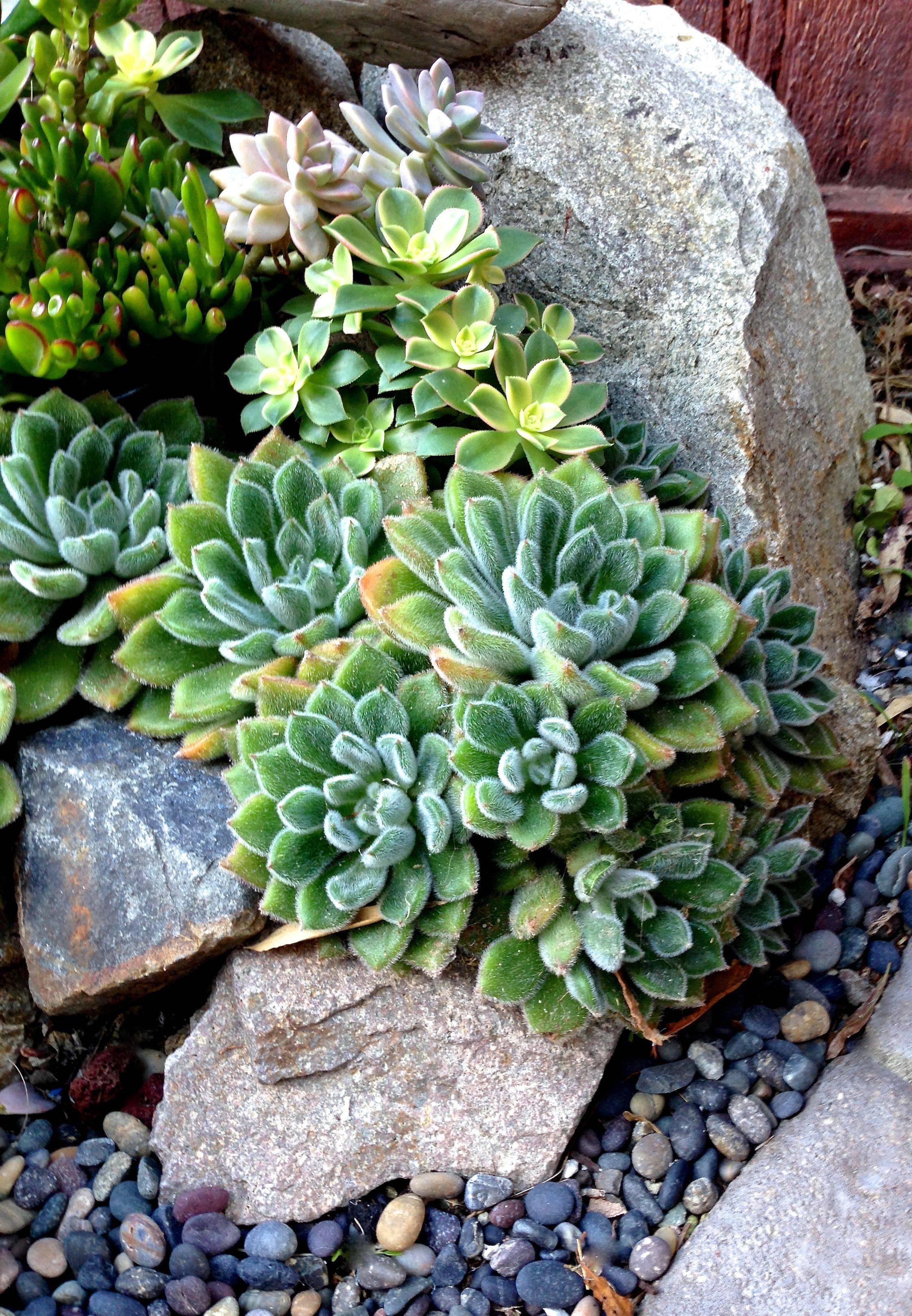 Awesome Front Yard Rock Garden Landscaping Ideas Decorapartment