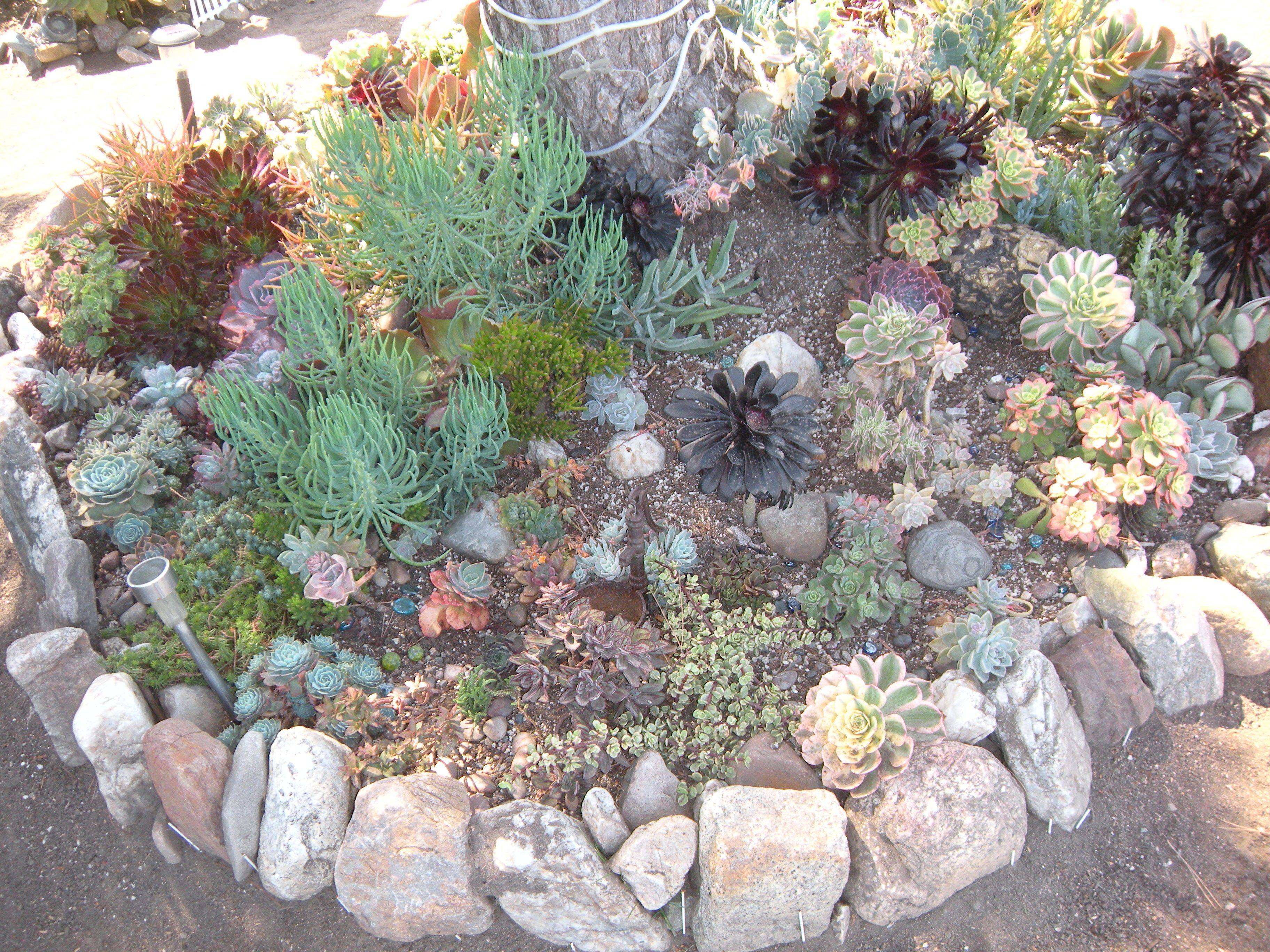 Succulent Border Rock Garden Basic Gardens