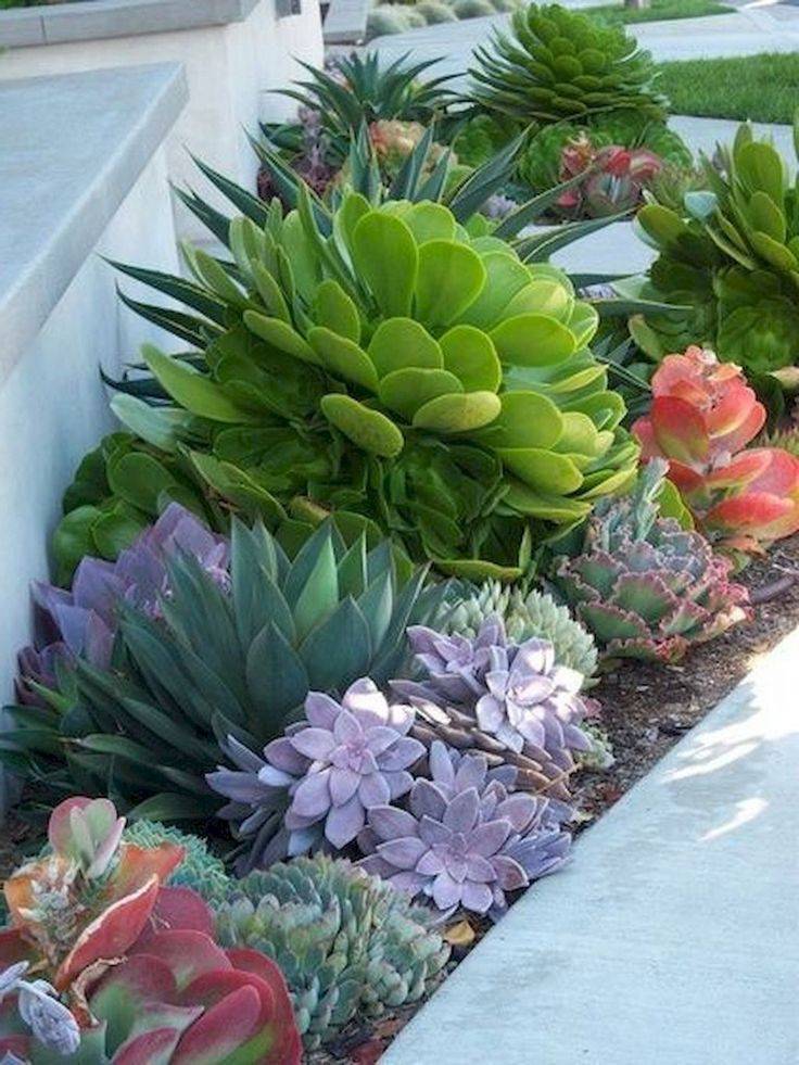 Beautiful Cactus Landscaping Ideas