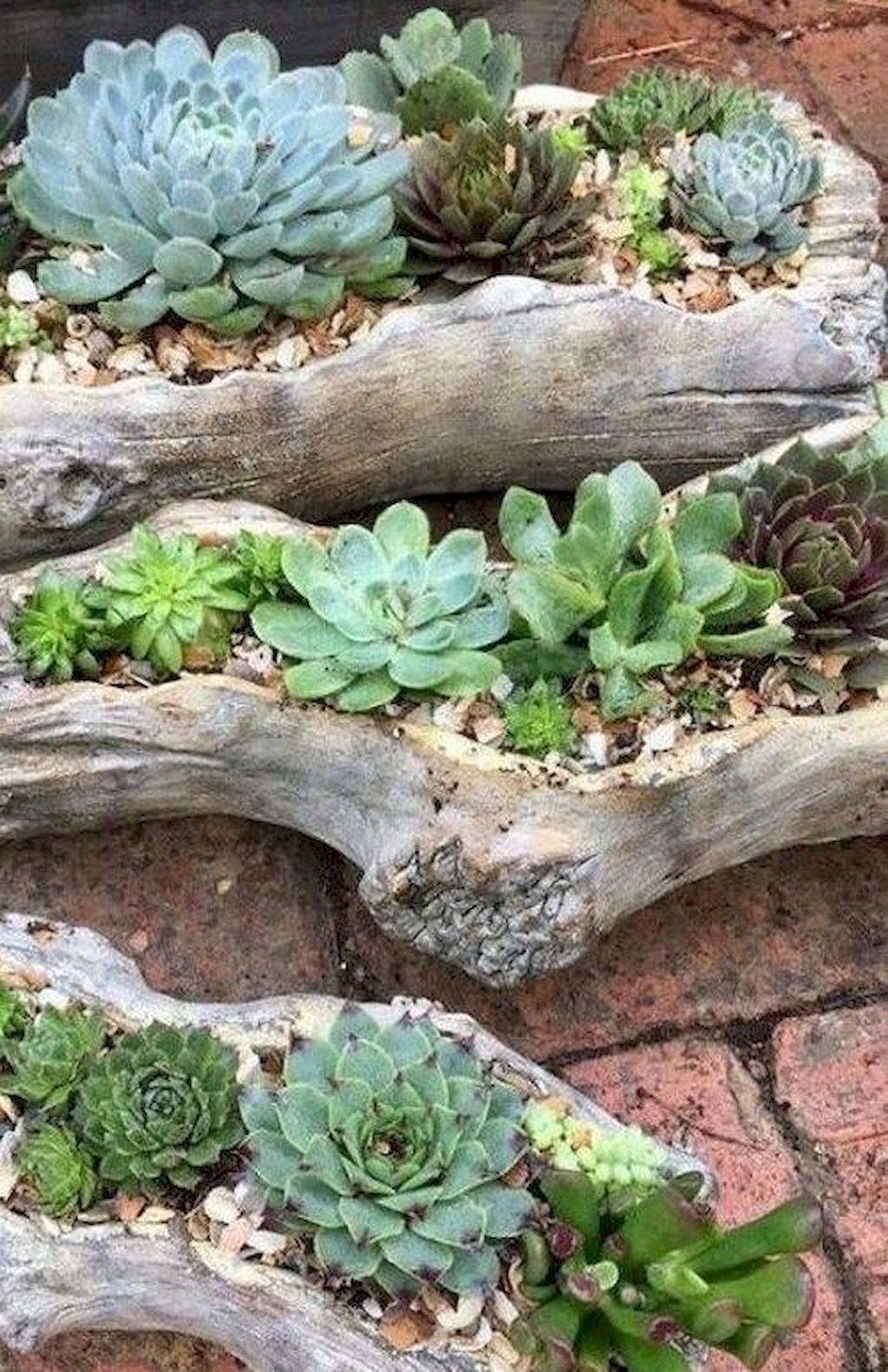 Beautiful Cactus Garden Ideas