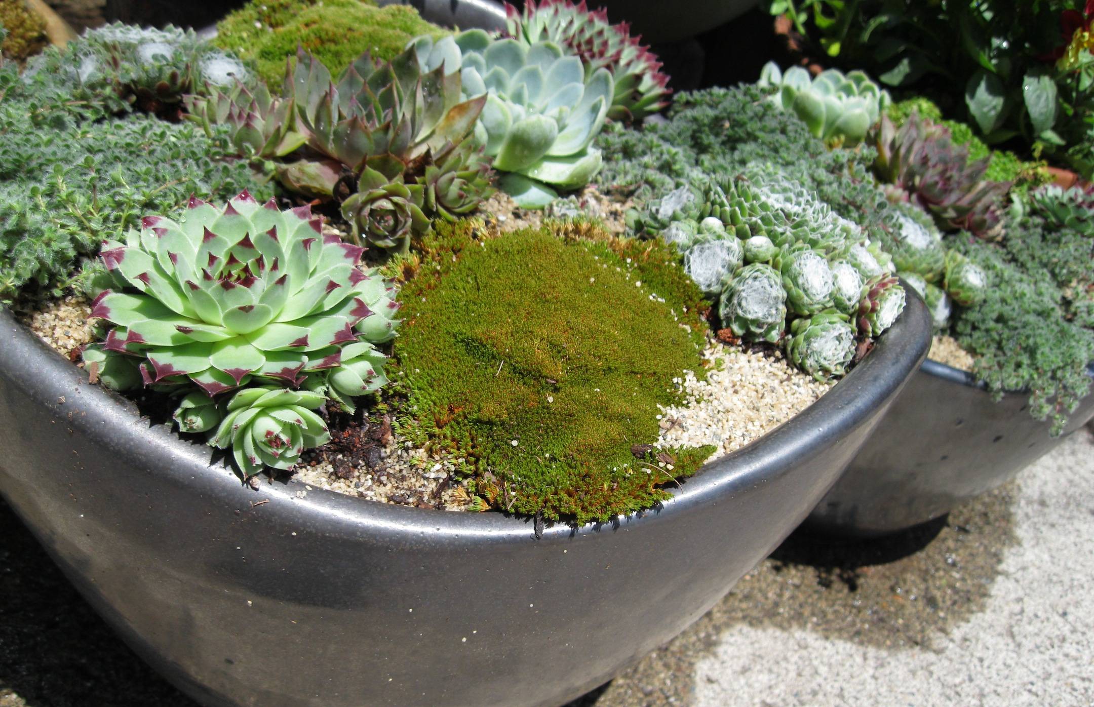 Perfect Succulent Landscape Tips