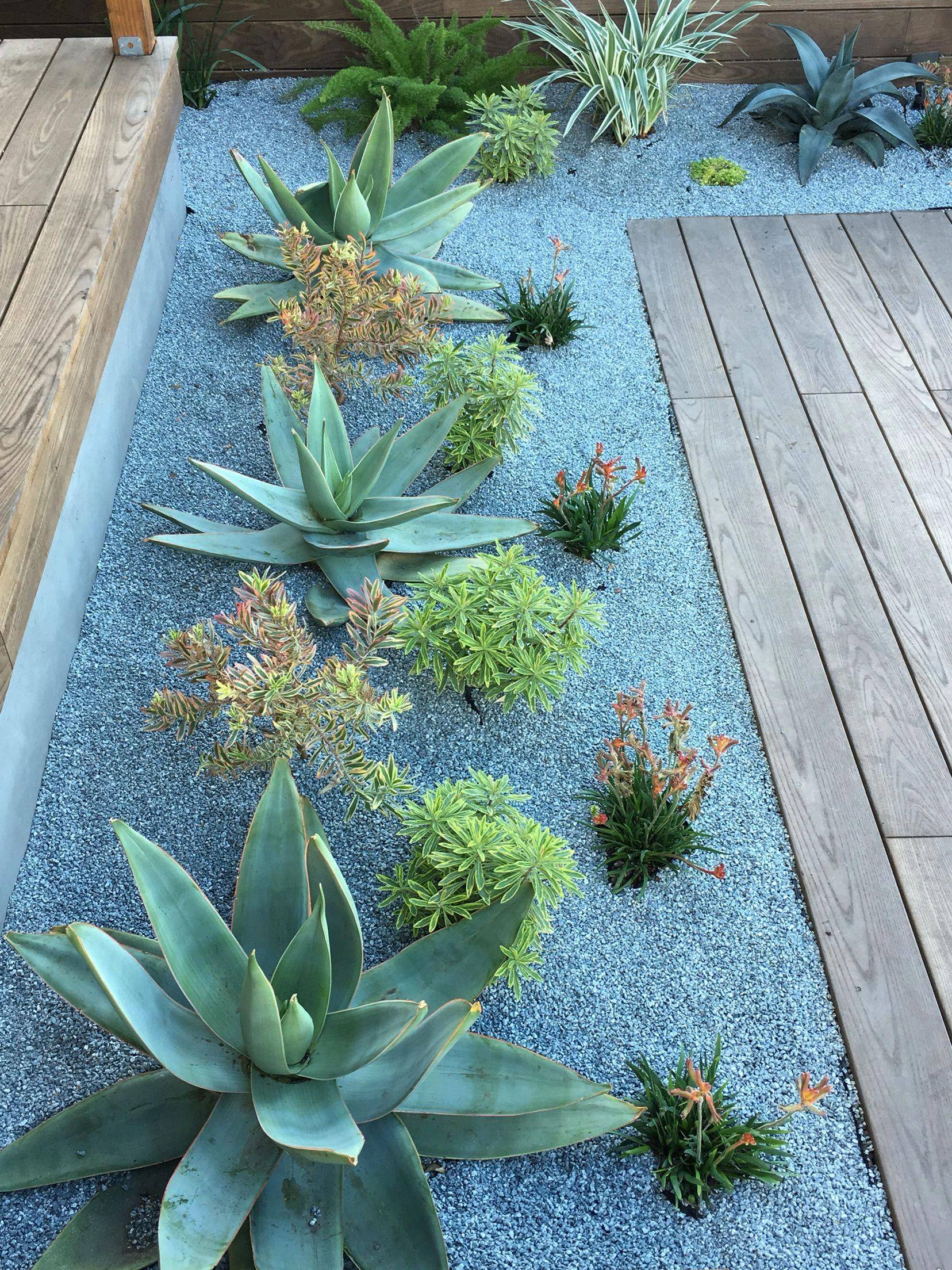 Amazing Succulents Garden Decor Ideas