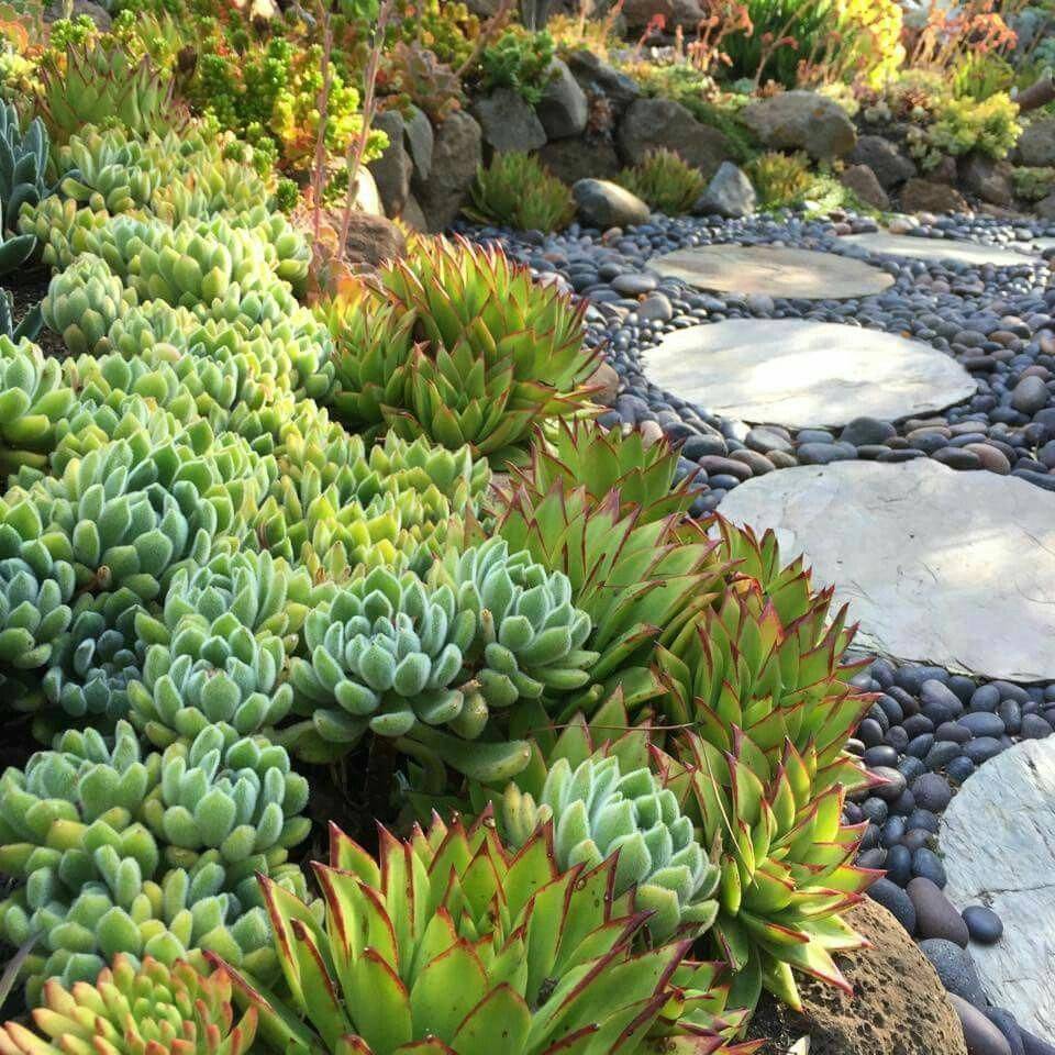 Beauty Succulents Pots Arrangement Tips Succulents