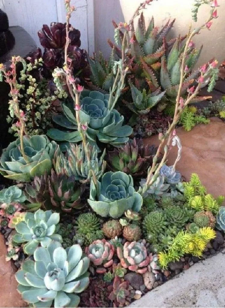 Beauty Succulents Pots Arrangement Tips Succulents
