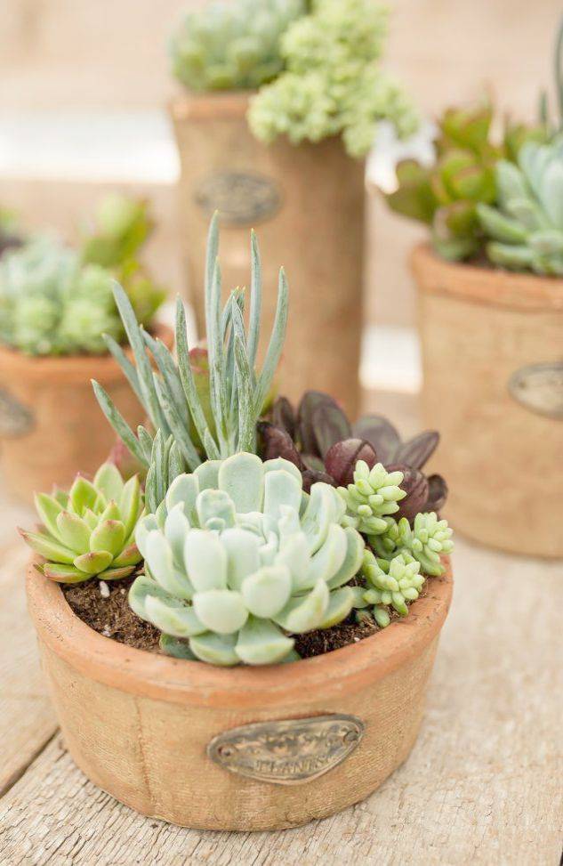 Diy Succulent Container Designs