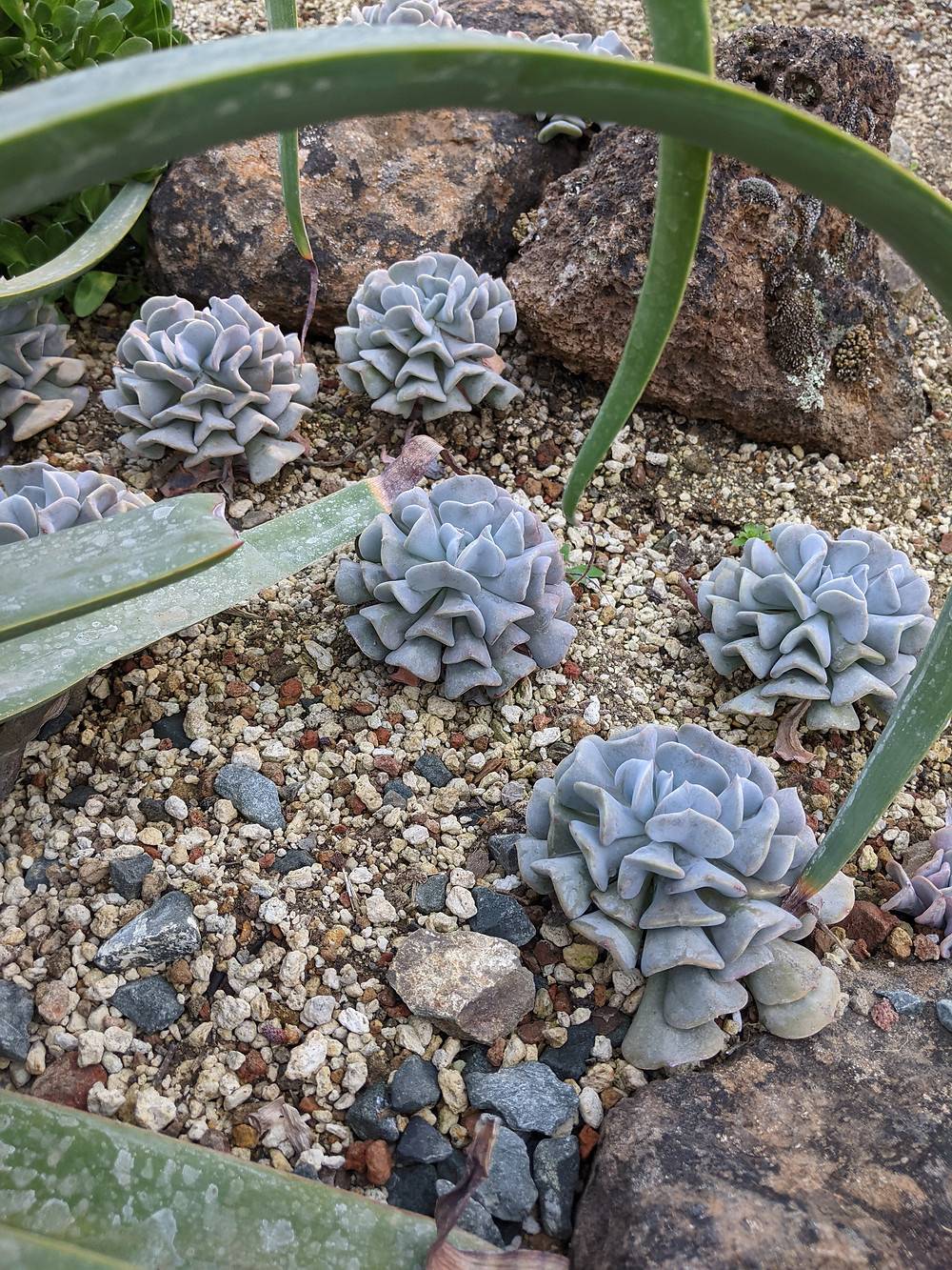 Succulent Landscaping