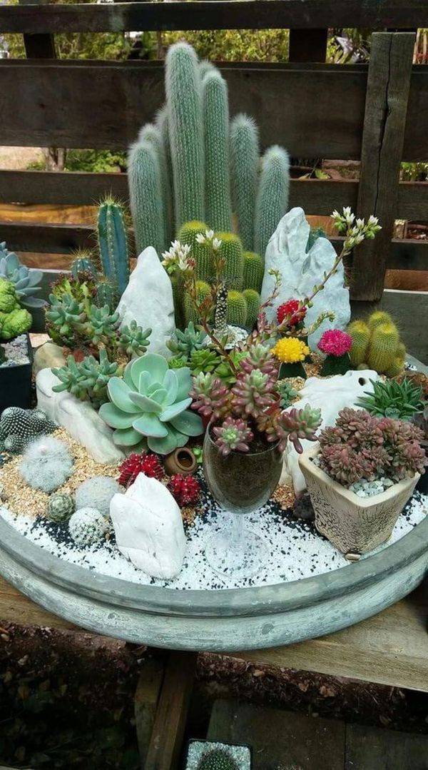 Beautiful Cactus Garden Ideas