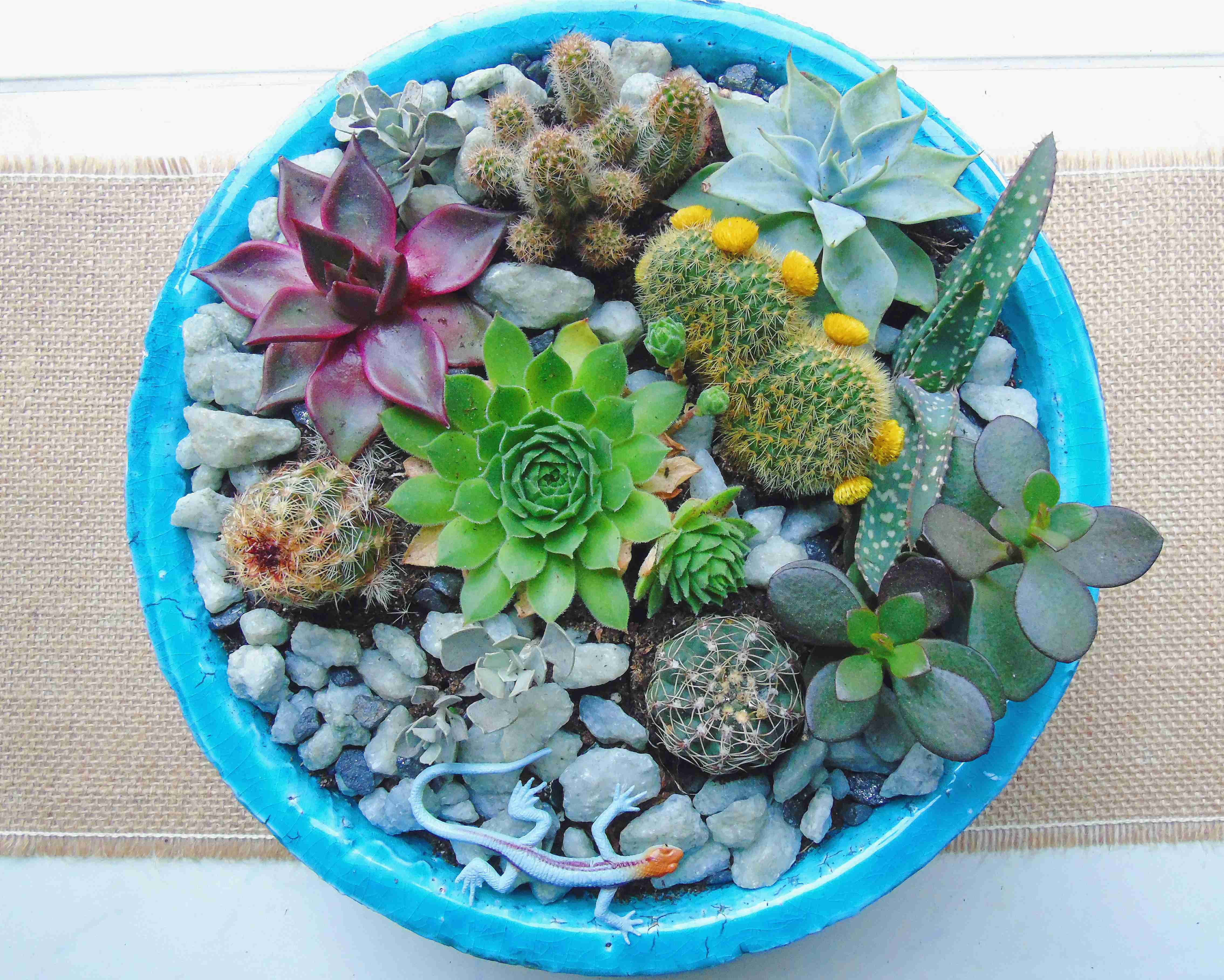 Mini Cactus Garden